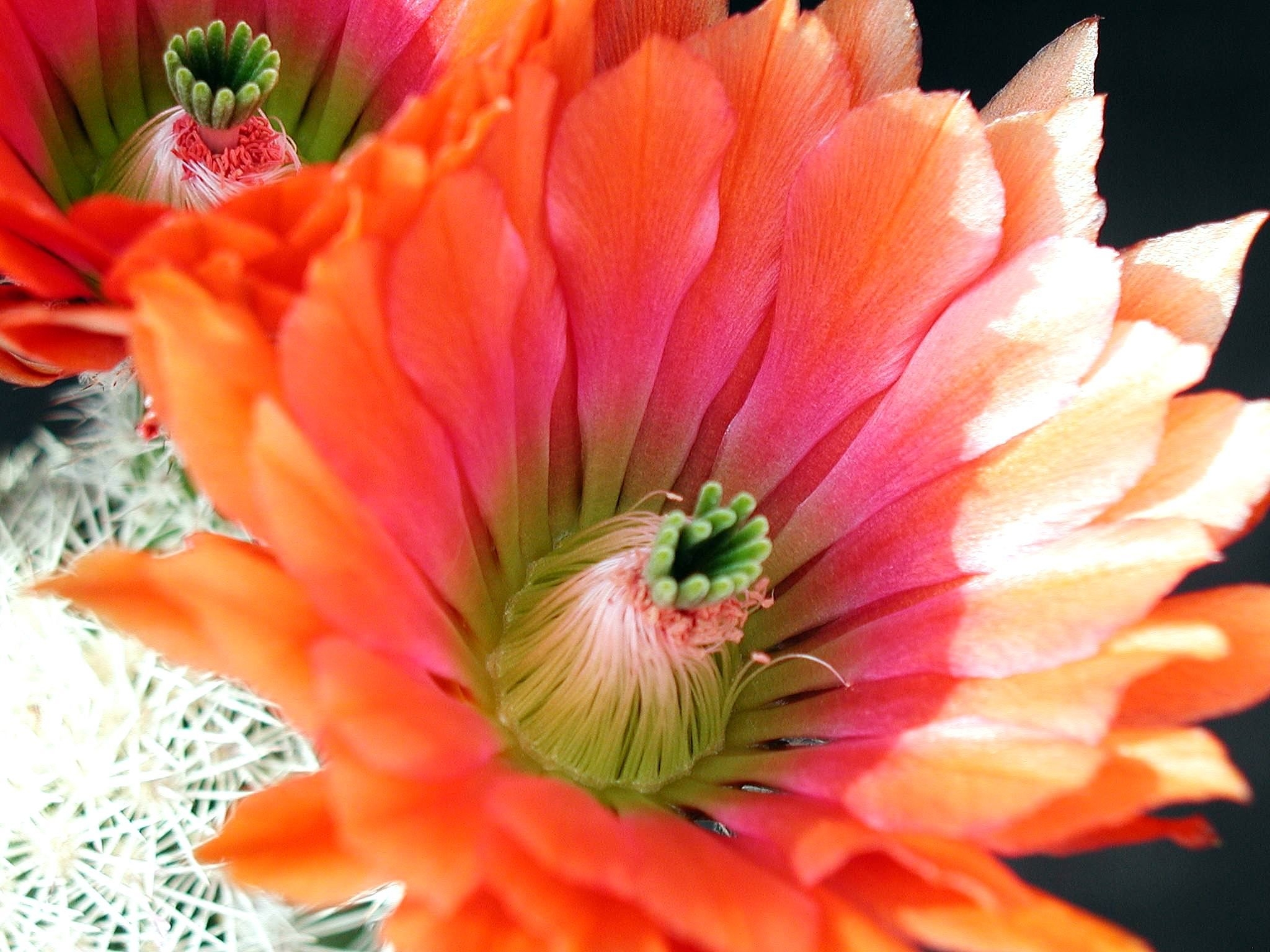 Laden Sie das Blume, Makro, Blütenblätter, Kaktus-Bild kostenlos auf Ihren PC-Desktop herunter