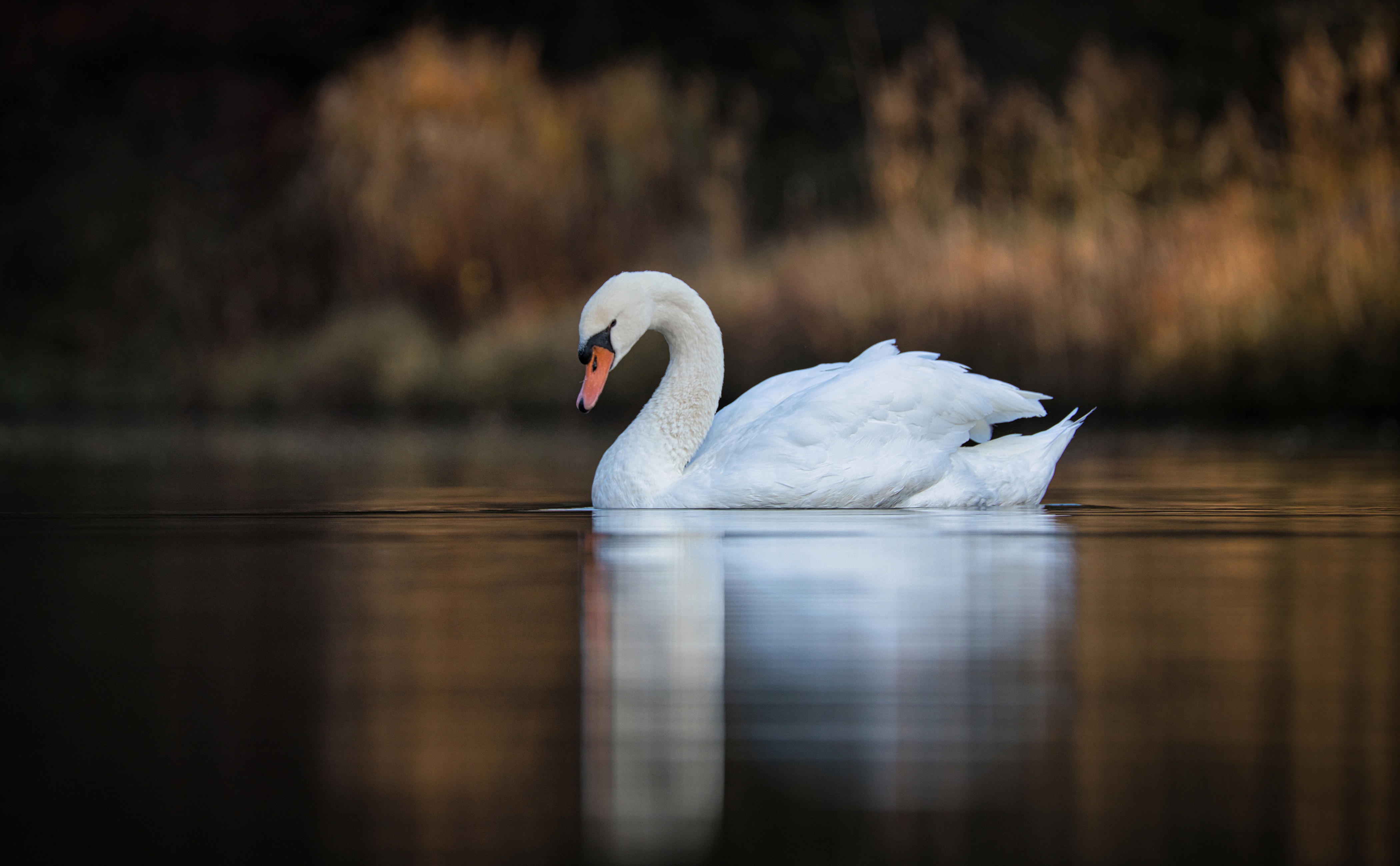 Desktop Backgrounds Swan 