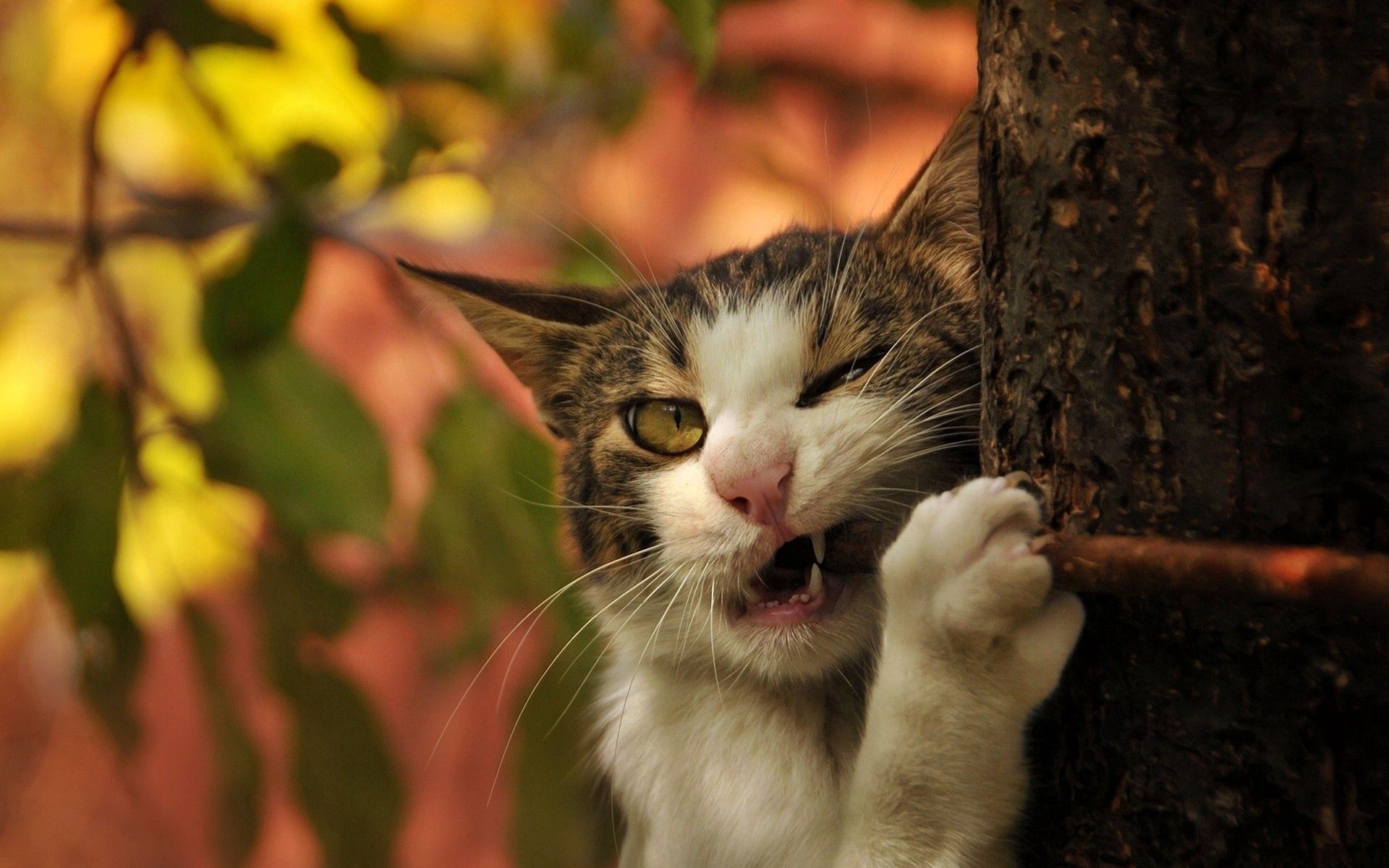 wood, animals, cat, tree, trunk, gnaw High Definition image