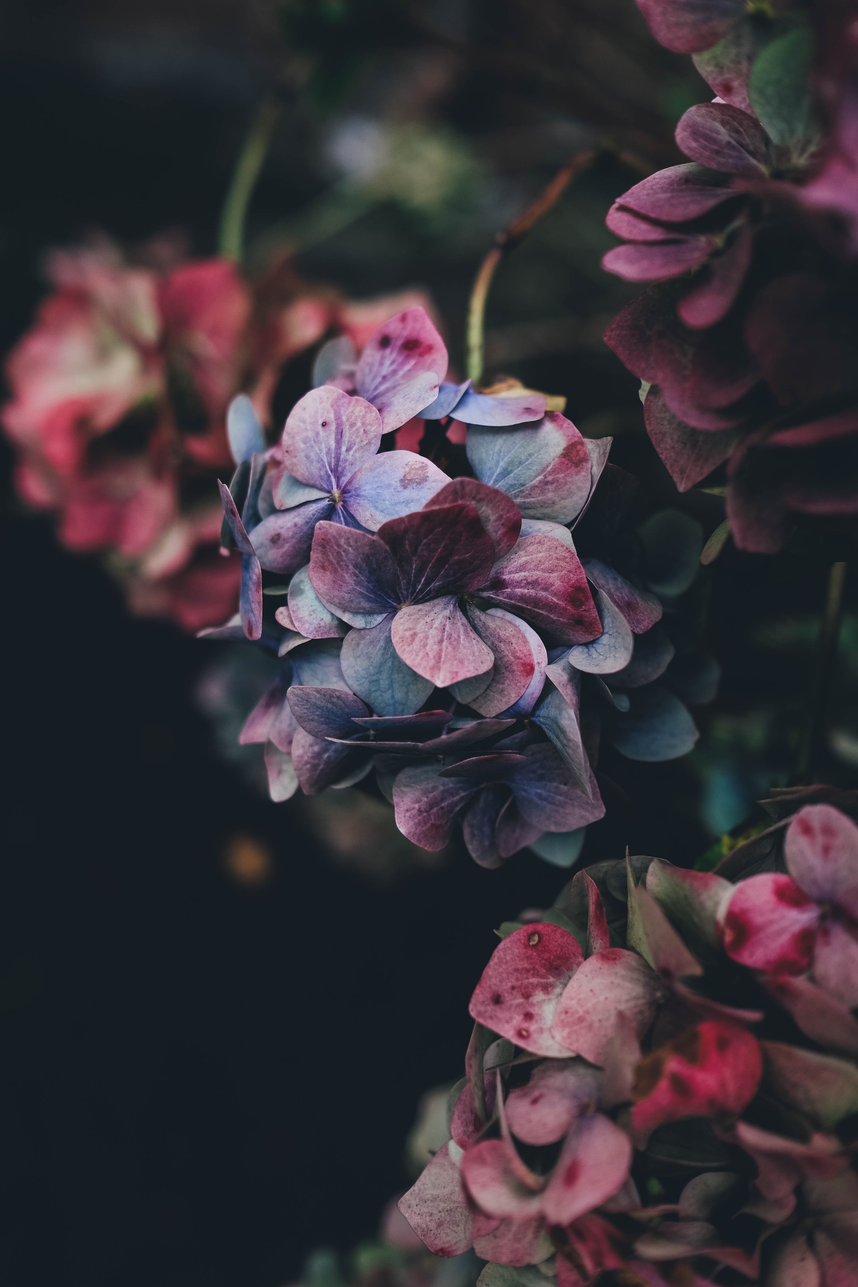 blue, hydrangea, flowers, bush, red, petals wallpapers for tablet