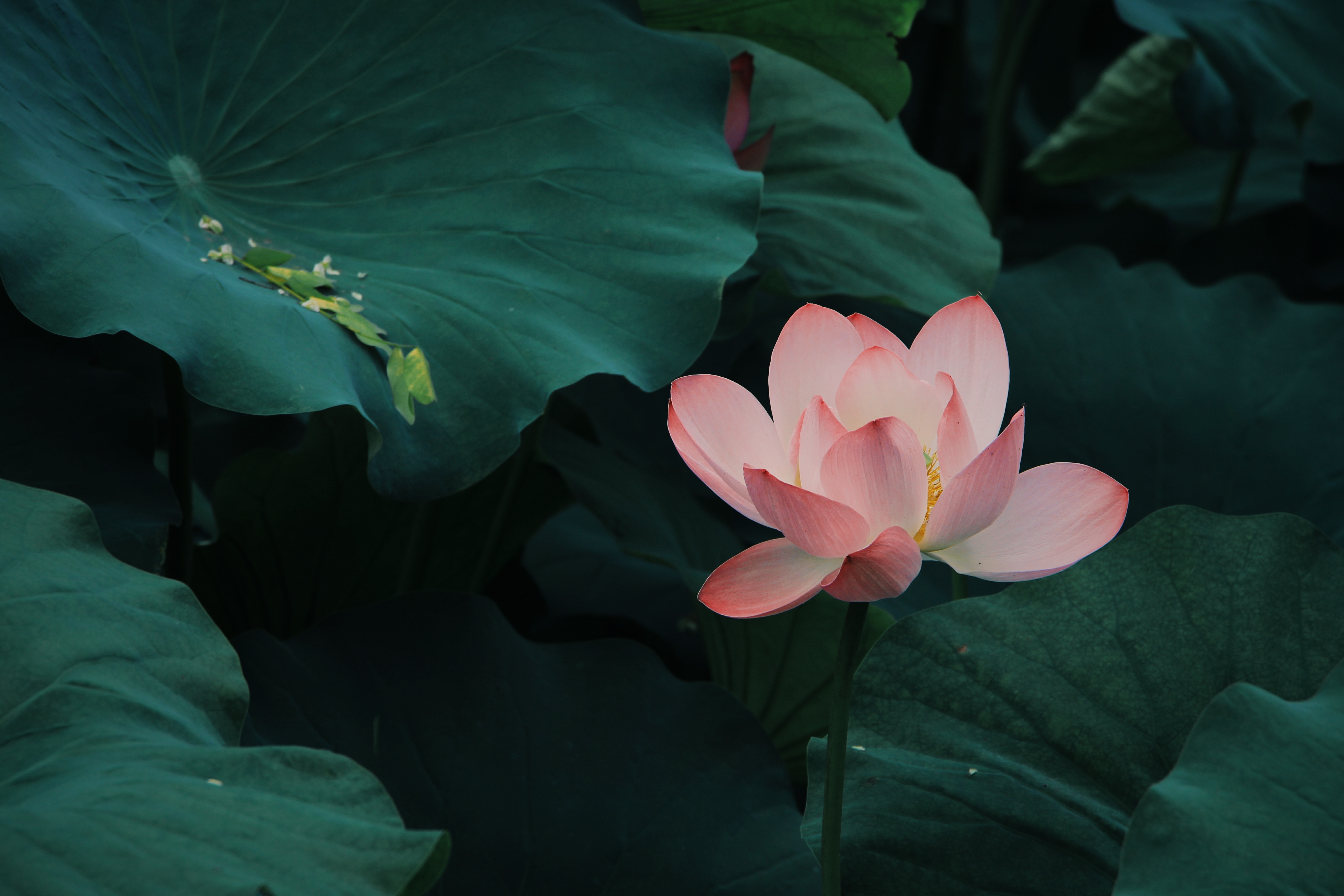 Download mobile wallpaper Leaves, Flowers, Pink, Lotus, Bloom, Flowering for free.