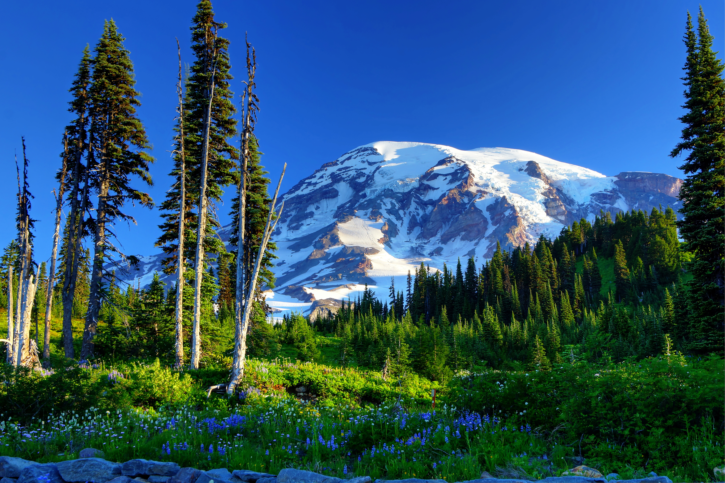 nature, mountains, grass, usa, trees, flowers, snow, united states, slope, mount rainier High Definition image