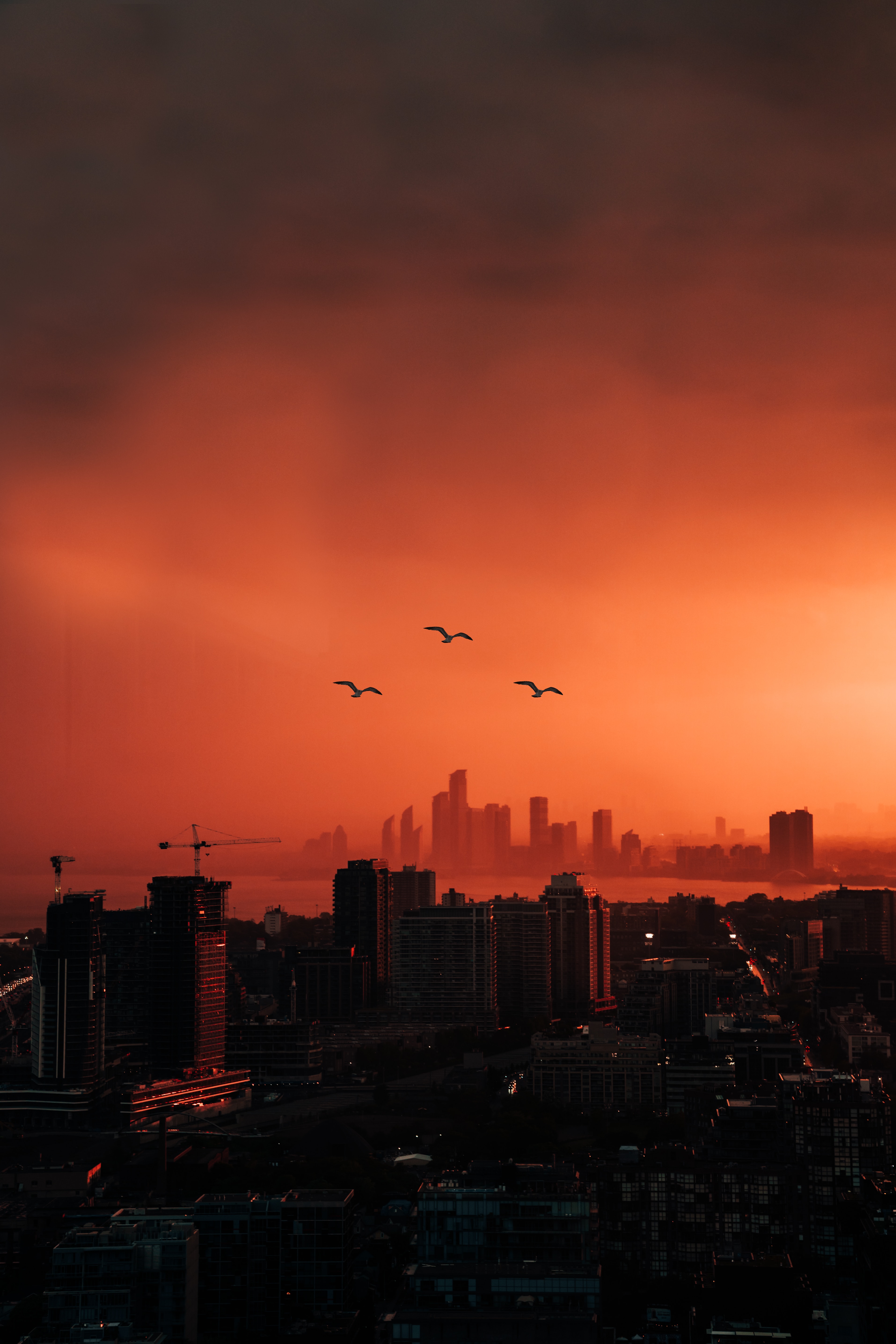Mobile Wallpaper Birds dusk, cities, city, view from above