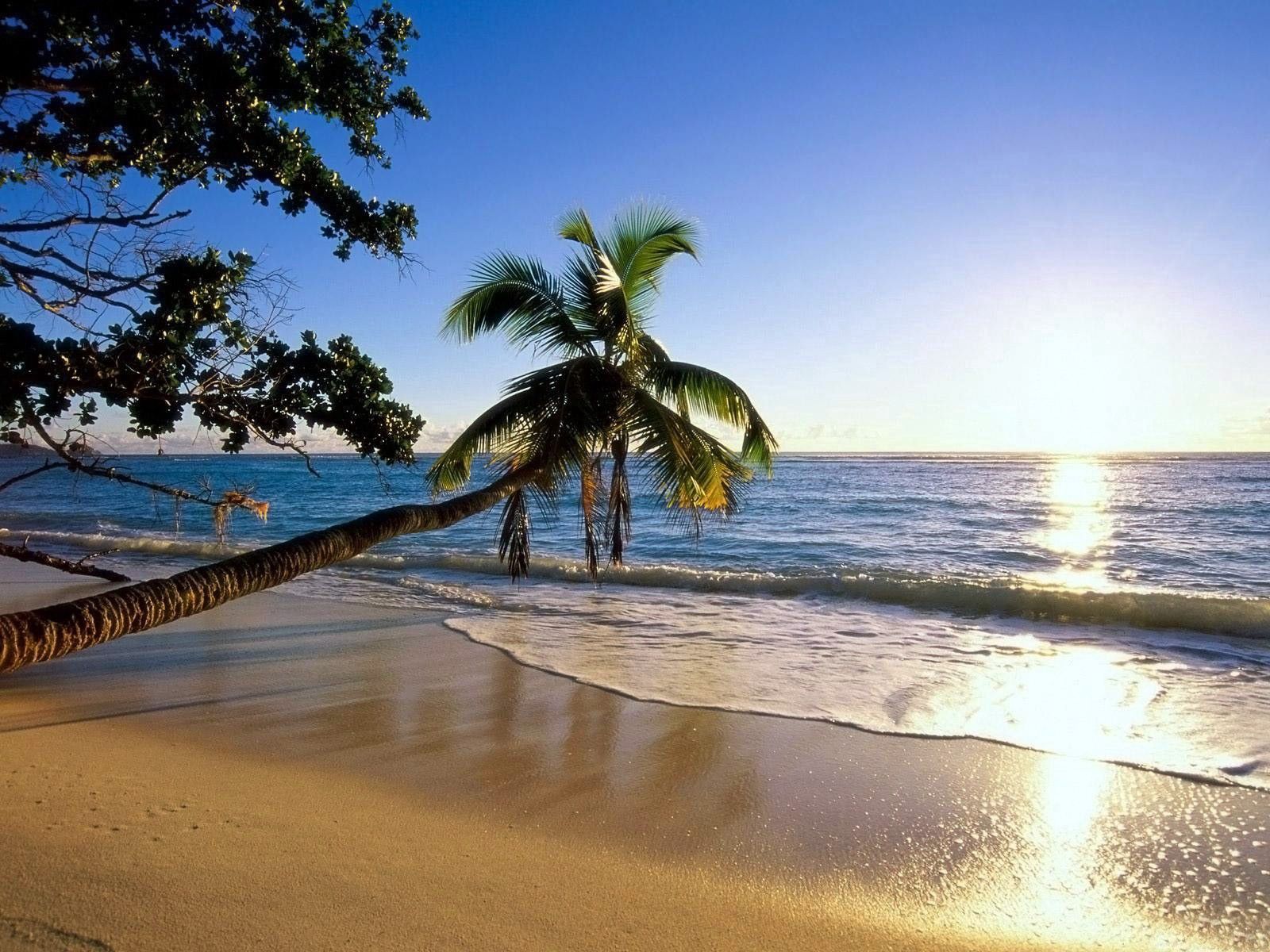 66142 скачать обои пляж, природа, деревья, море, солнце, берег, пальма, волна, наклон - заставки и картинки бесплатно