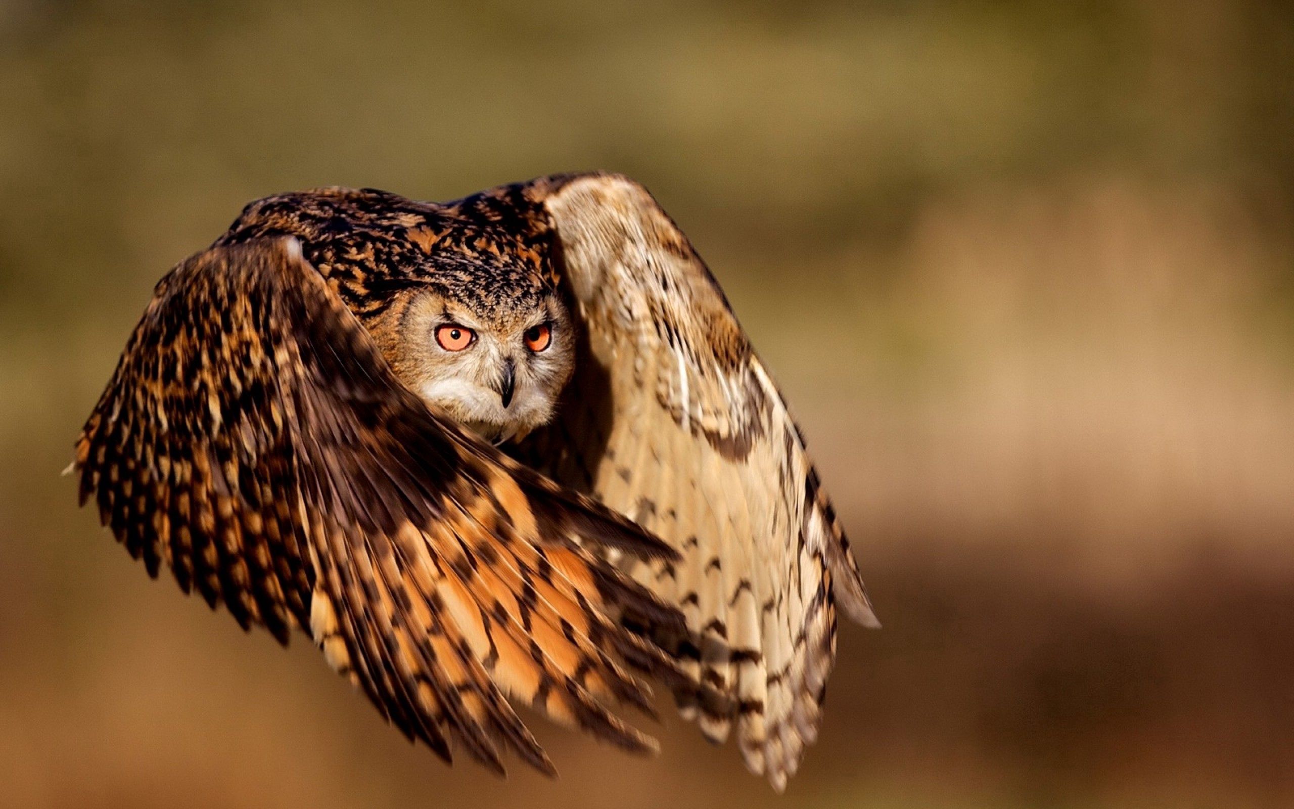 owl, animals, bird, flight, wings Full HD
