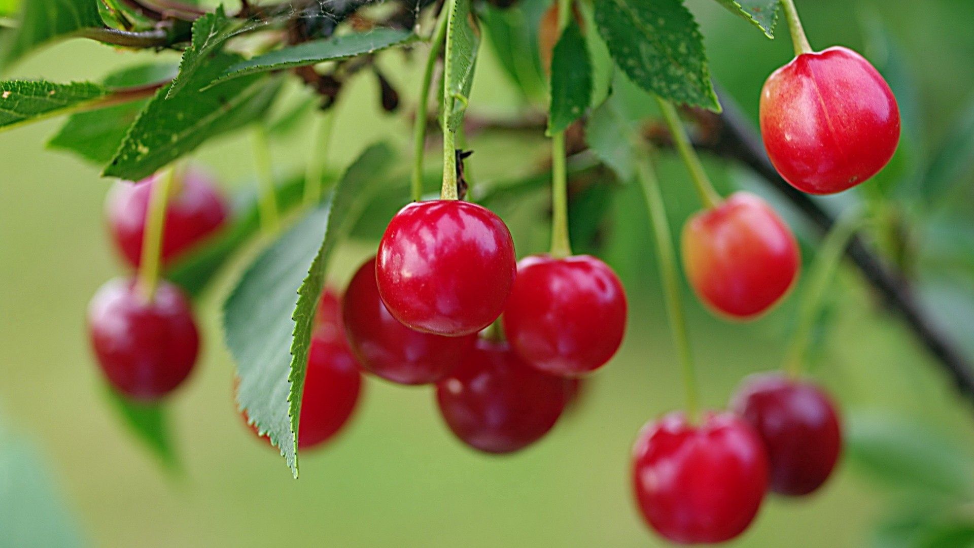 90678 download wallpaper branch, sweet cherry, macro, berry, ripe screensavers and pictures for free