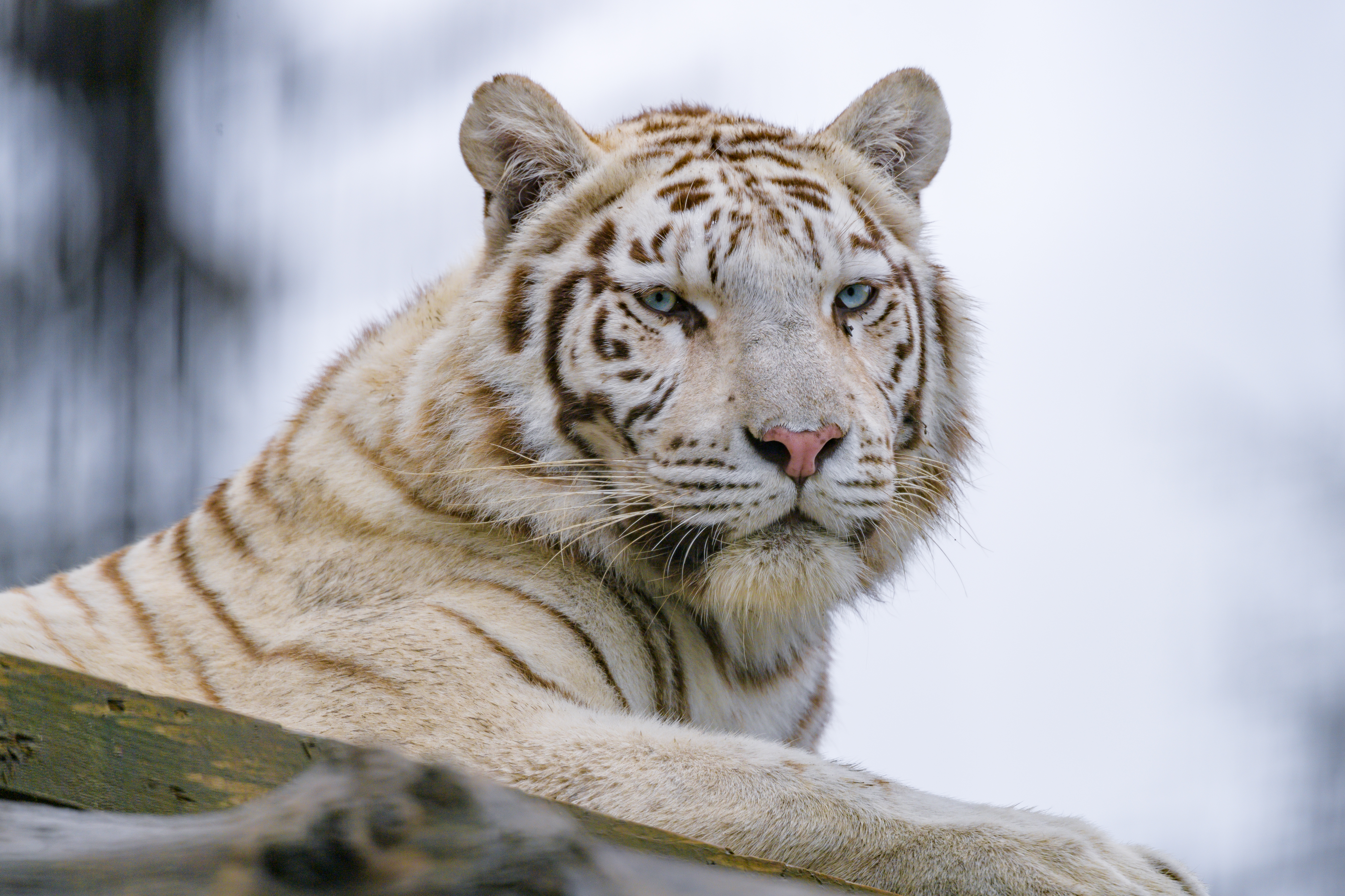 white tiger, predator, sight, animals 4K iPhone