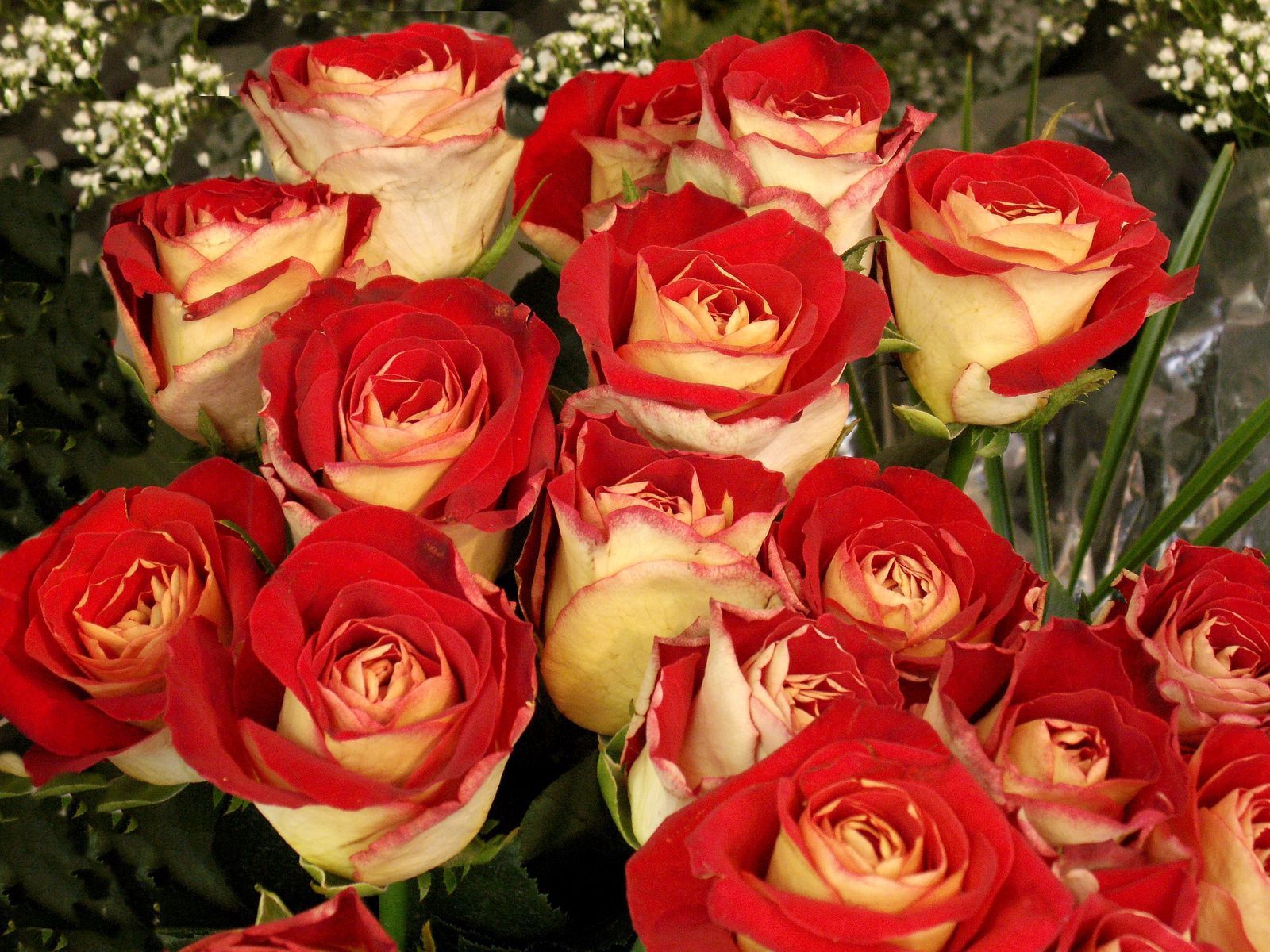 67429 Hintergrundbild herunterladen blumen, roses, hell, strauß, bouquet, knospen - Bildschirmschoner und Bilder kostenlos