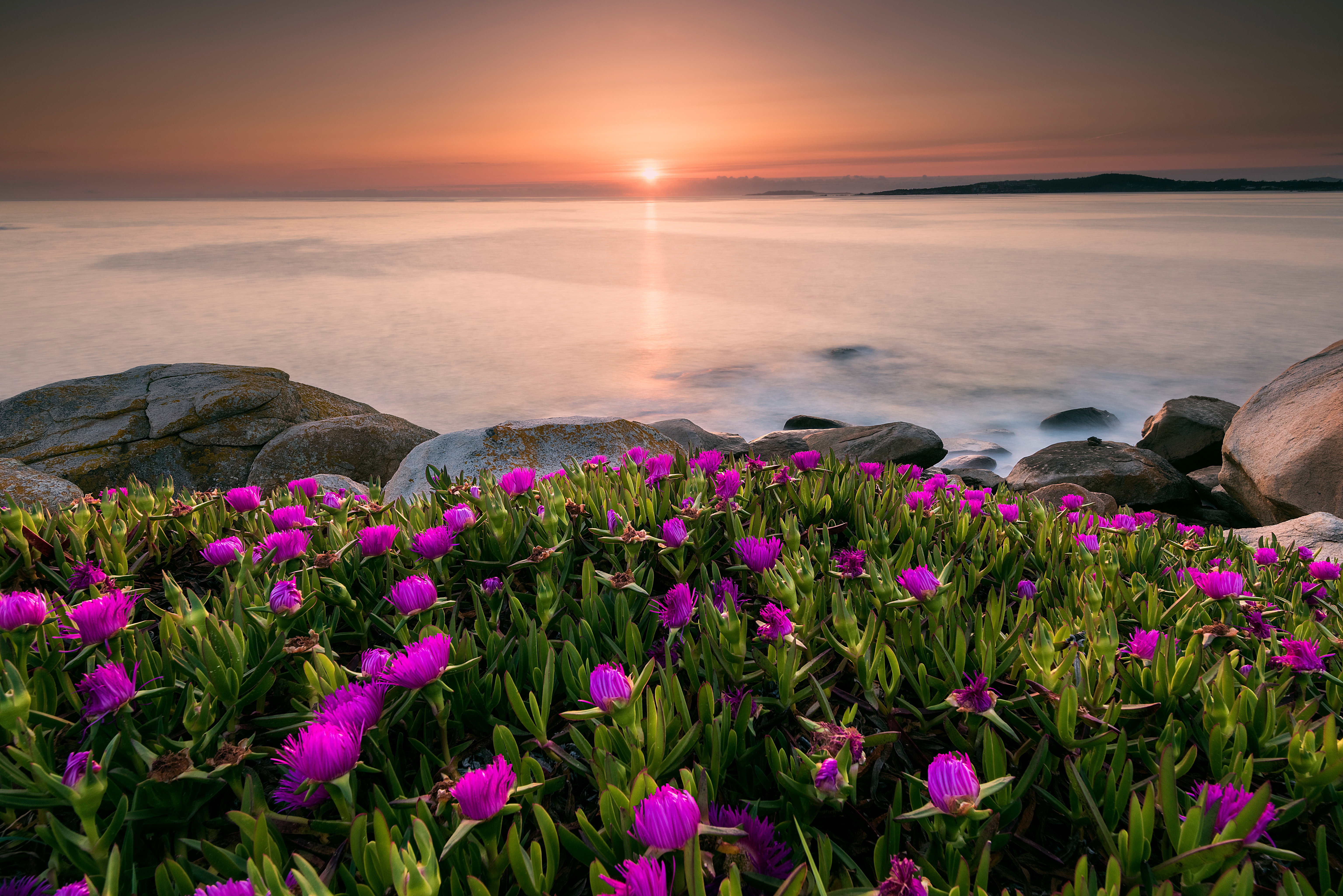 Flower sunset. Пейзаж цветы. Море горы цветы. Цветы в горах. Цветы и море.