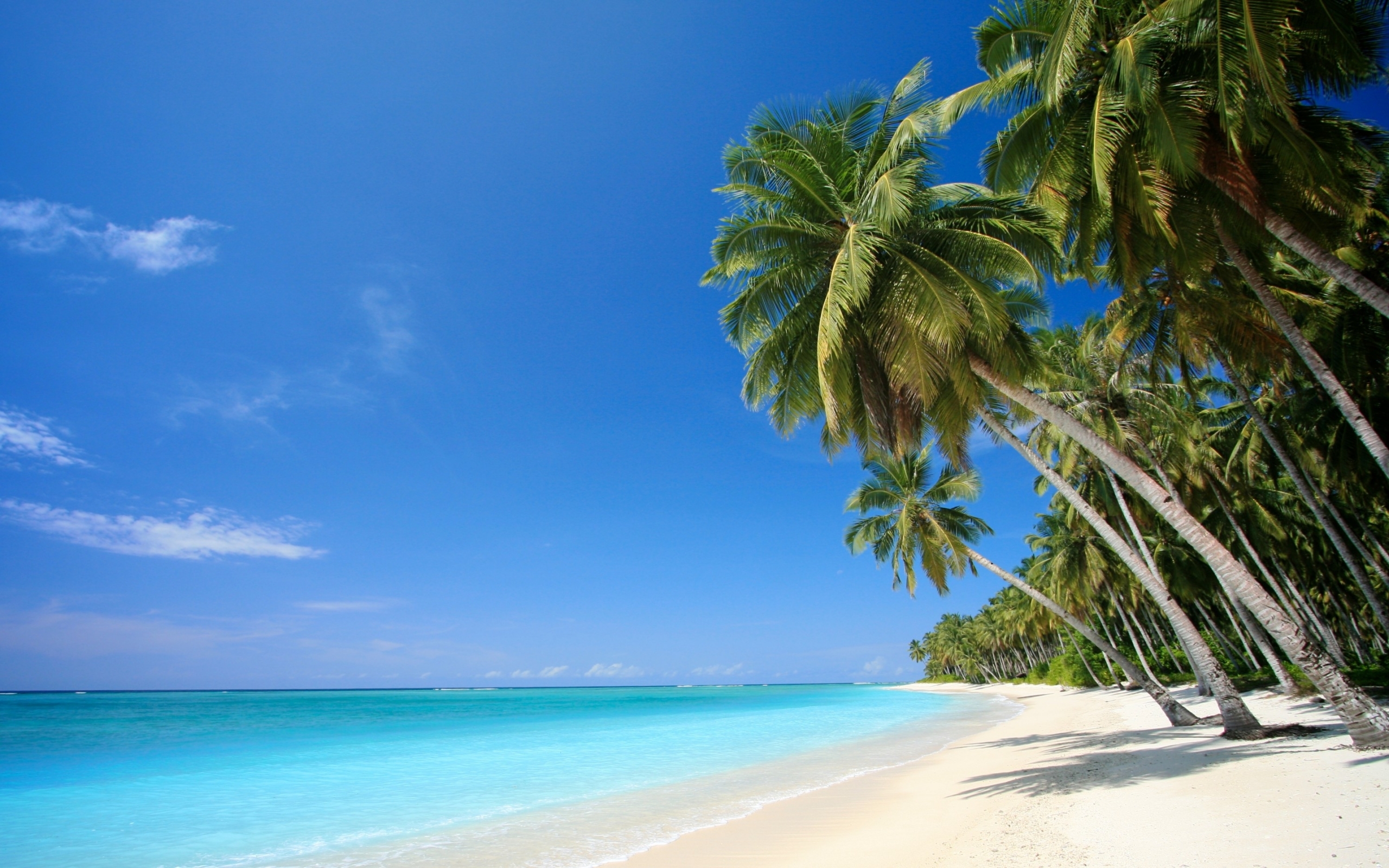 40867 Hintergrundbild herunterladen strand, landschaft, palms - Bildschirmschoner und Bilder kostenlos