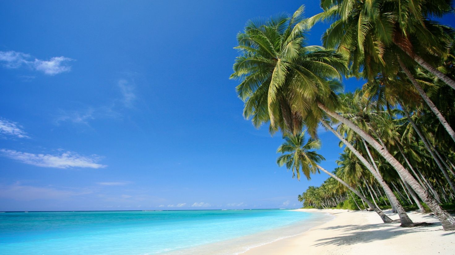 фото берега моря с пальмами