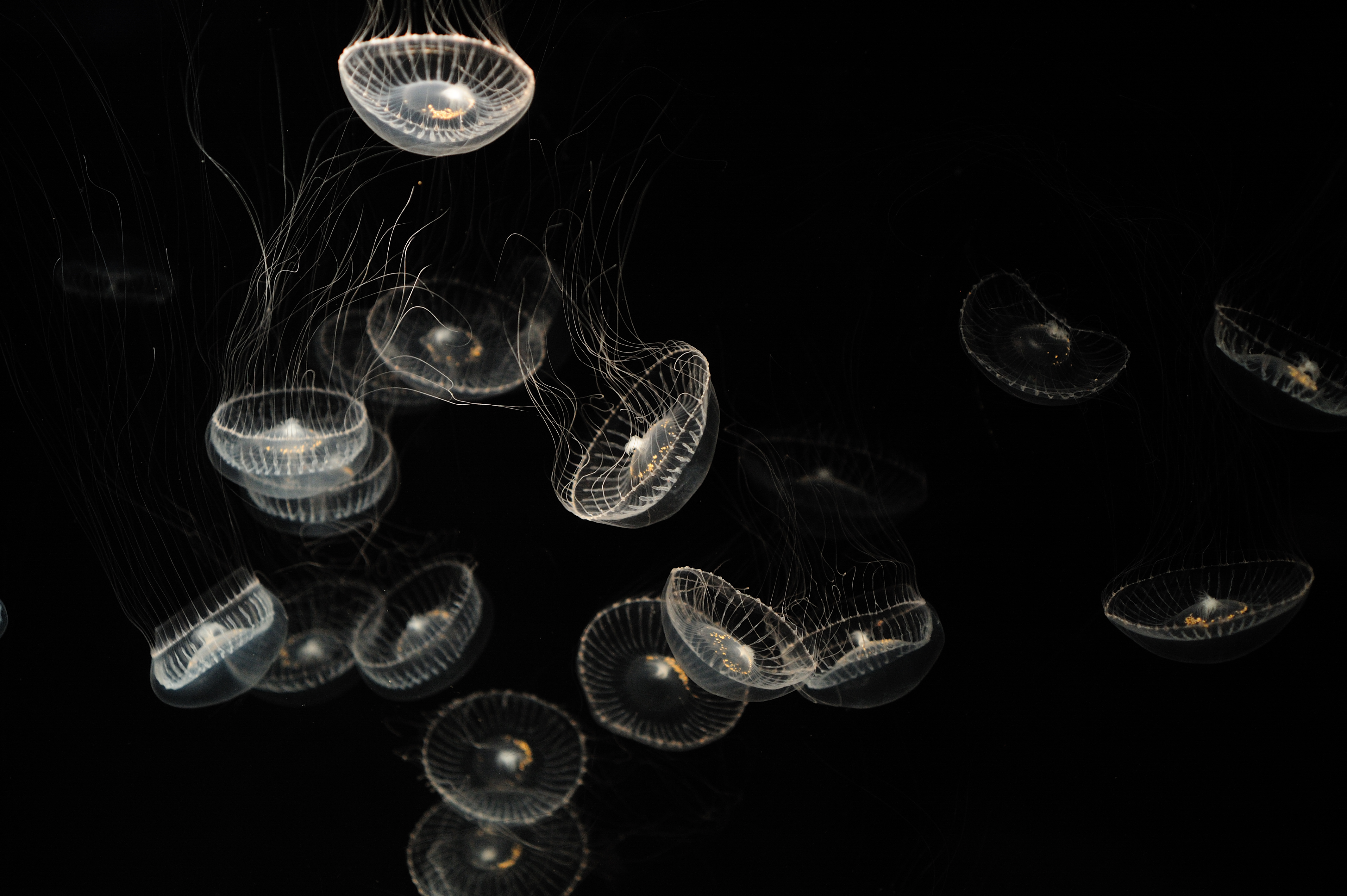 Desktop Backgrounds Jellyfish white, sea, transparent, creatures