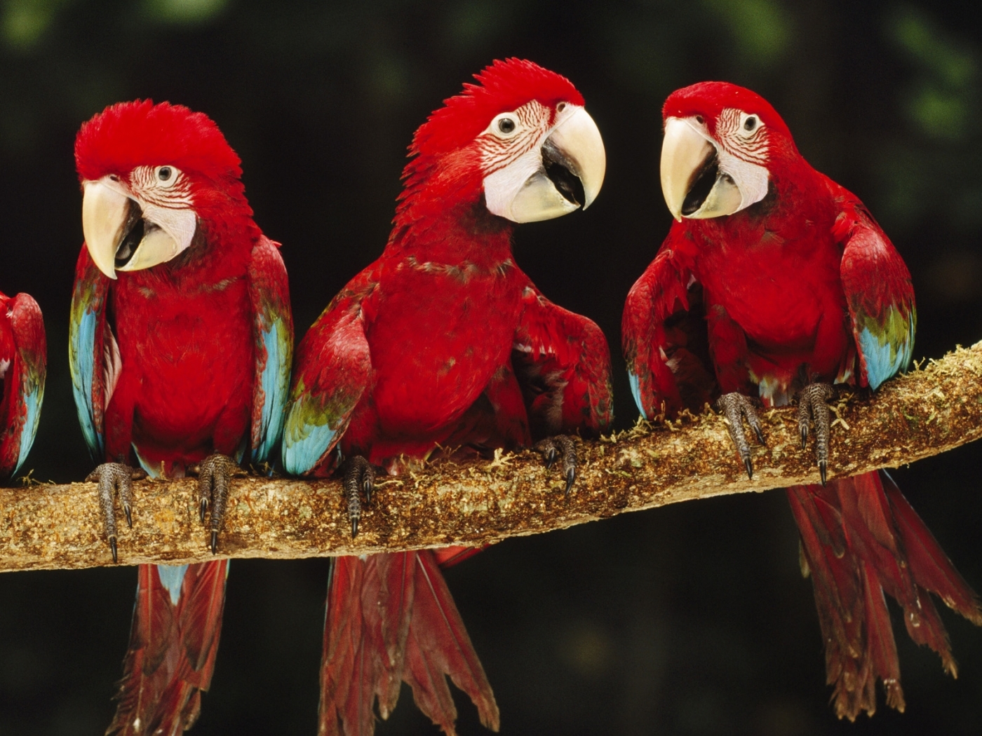 44034 baixar papel de parede papagaios, animais, aves - protetores de tela e imagens gratuitamente