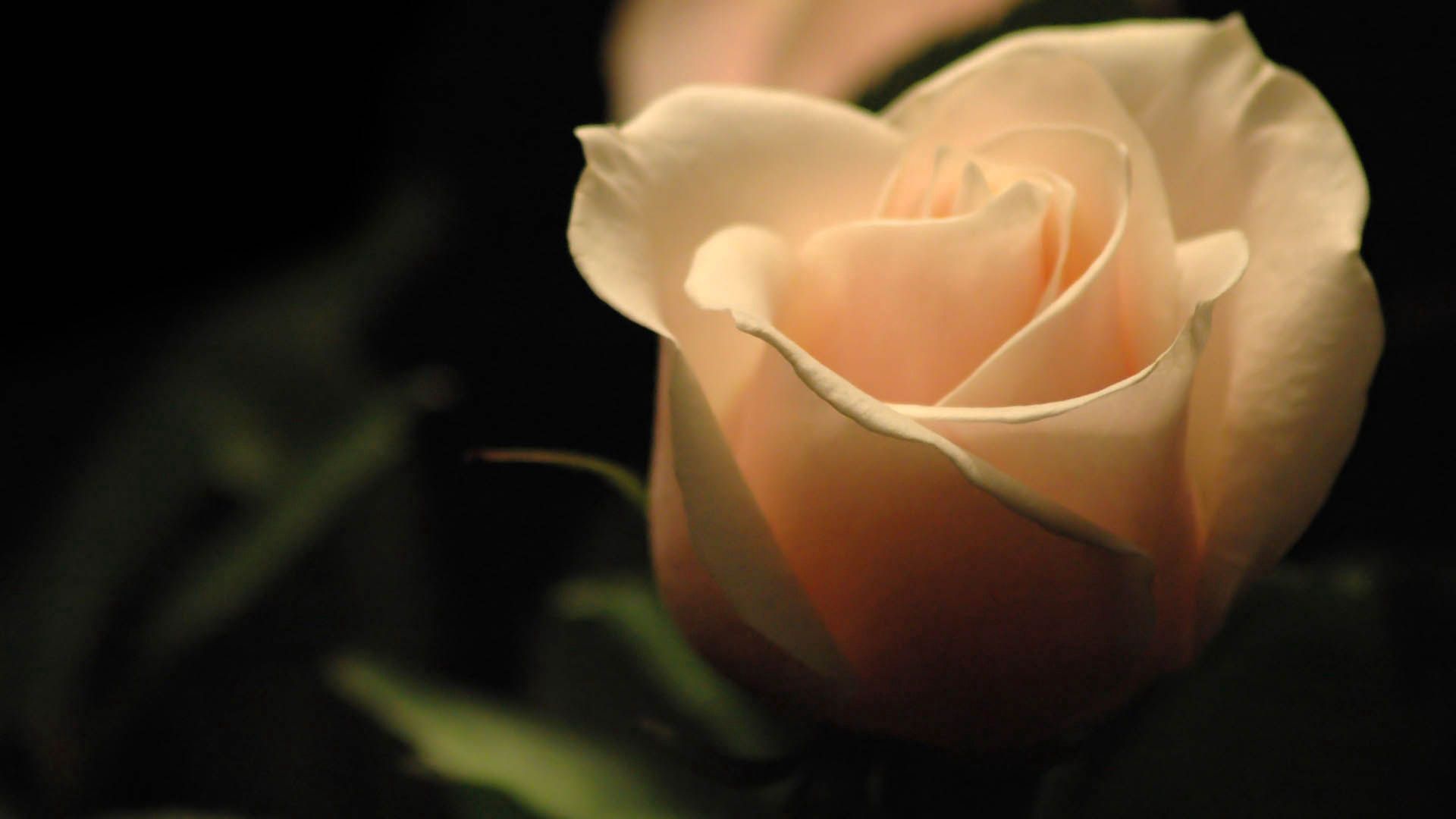 light, rose flower, rose, light coloured collection of HD images