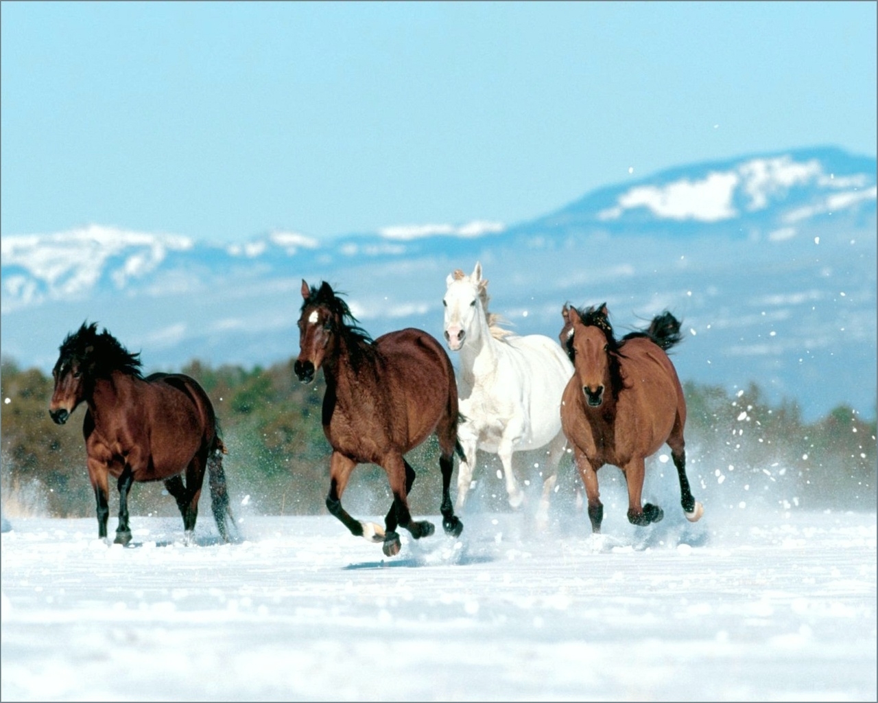 horses, animals, winter, turquoise Full HD