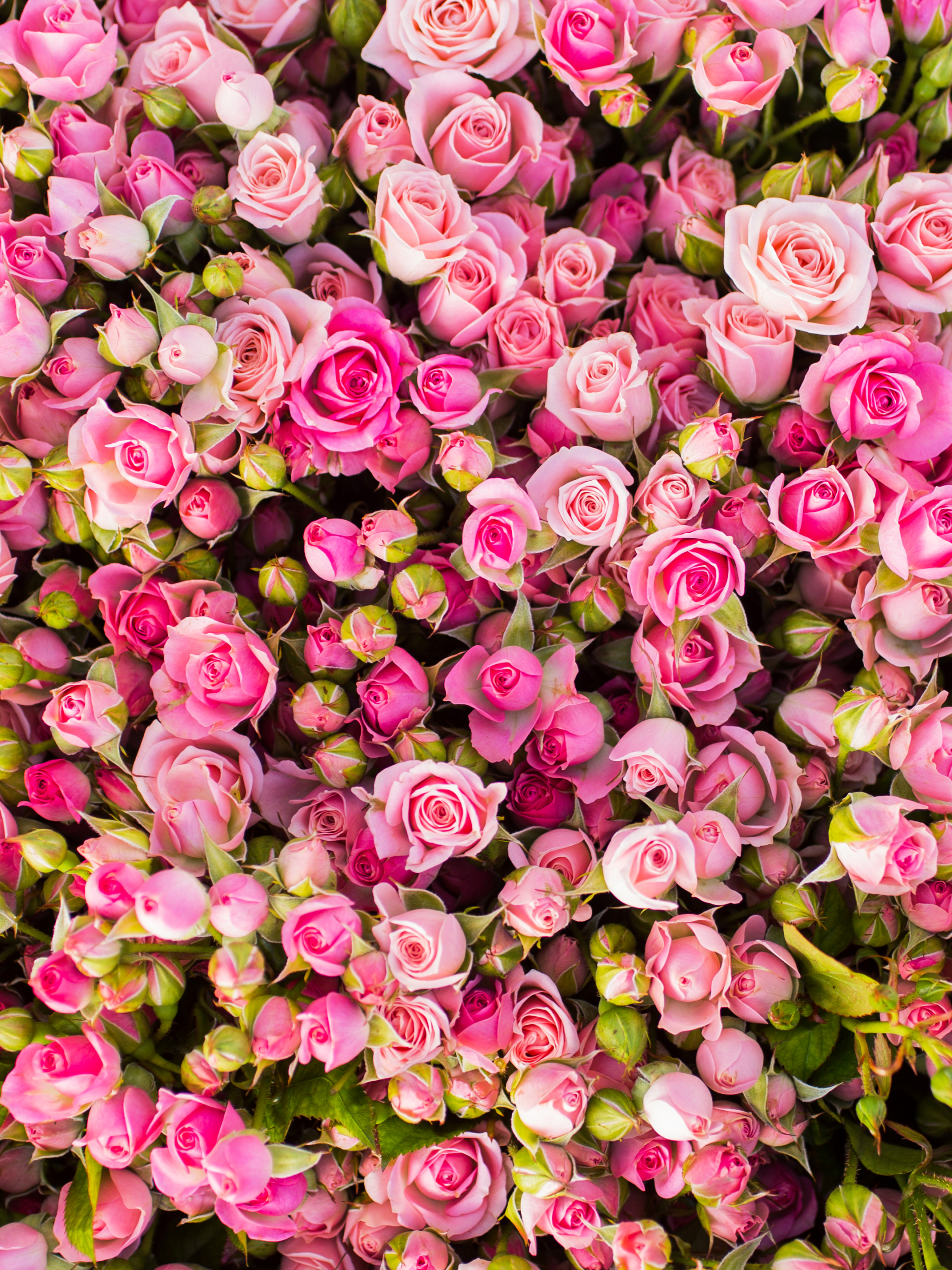 Мелкие розовые розы