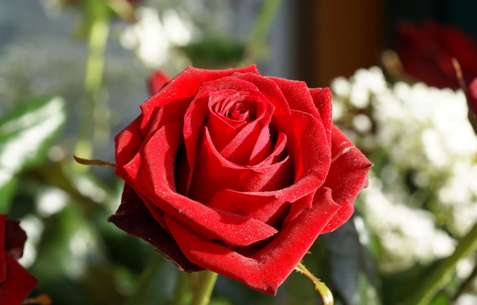 31072 завантажити шпалери рози, рослини, квіти, червоний - заставки і картинки безкоштовно