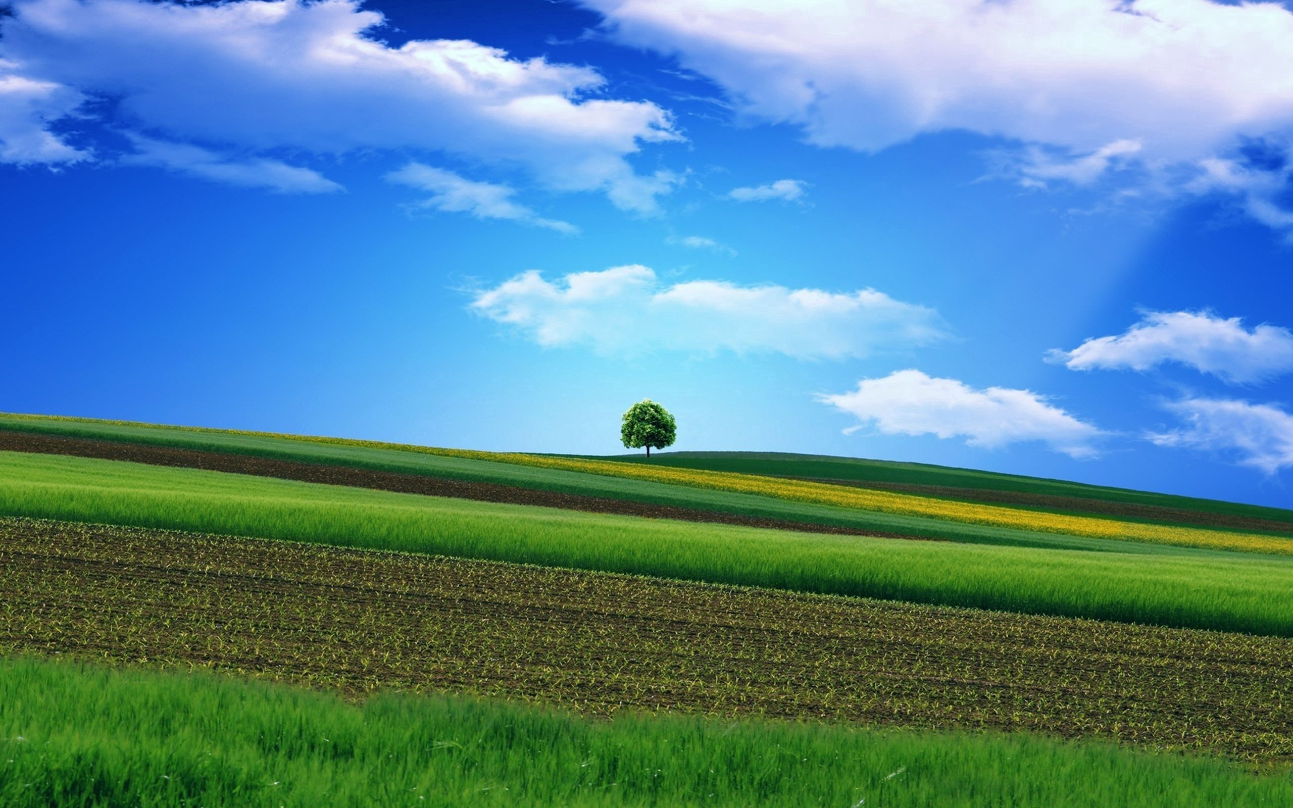sky, nature, grass, wood, tree, field, handsomely, it's beautiful 1080p