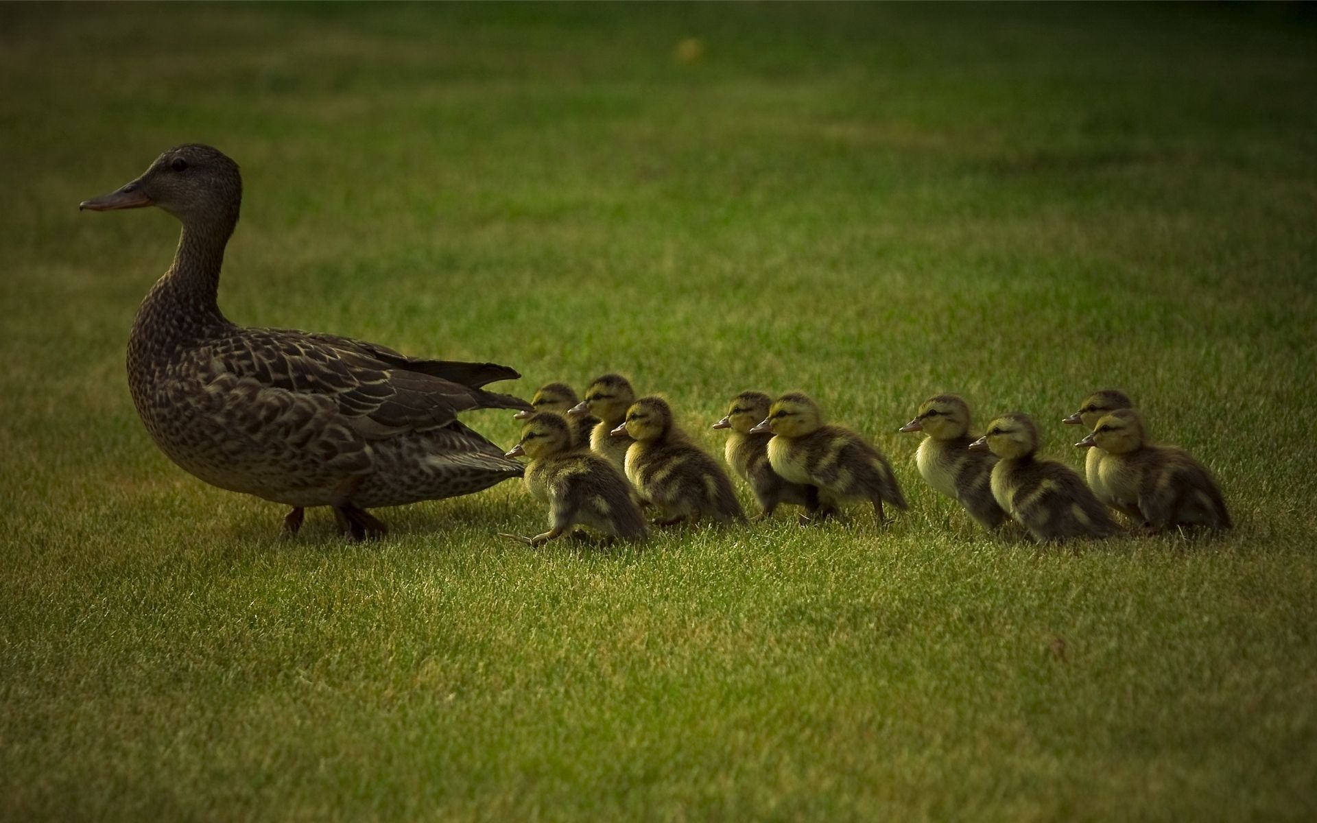 care, duck, animals, grass, young, stroll, family, cubs, ducklings QHD
