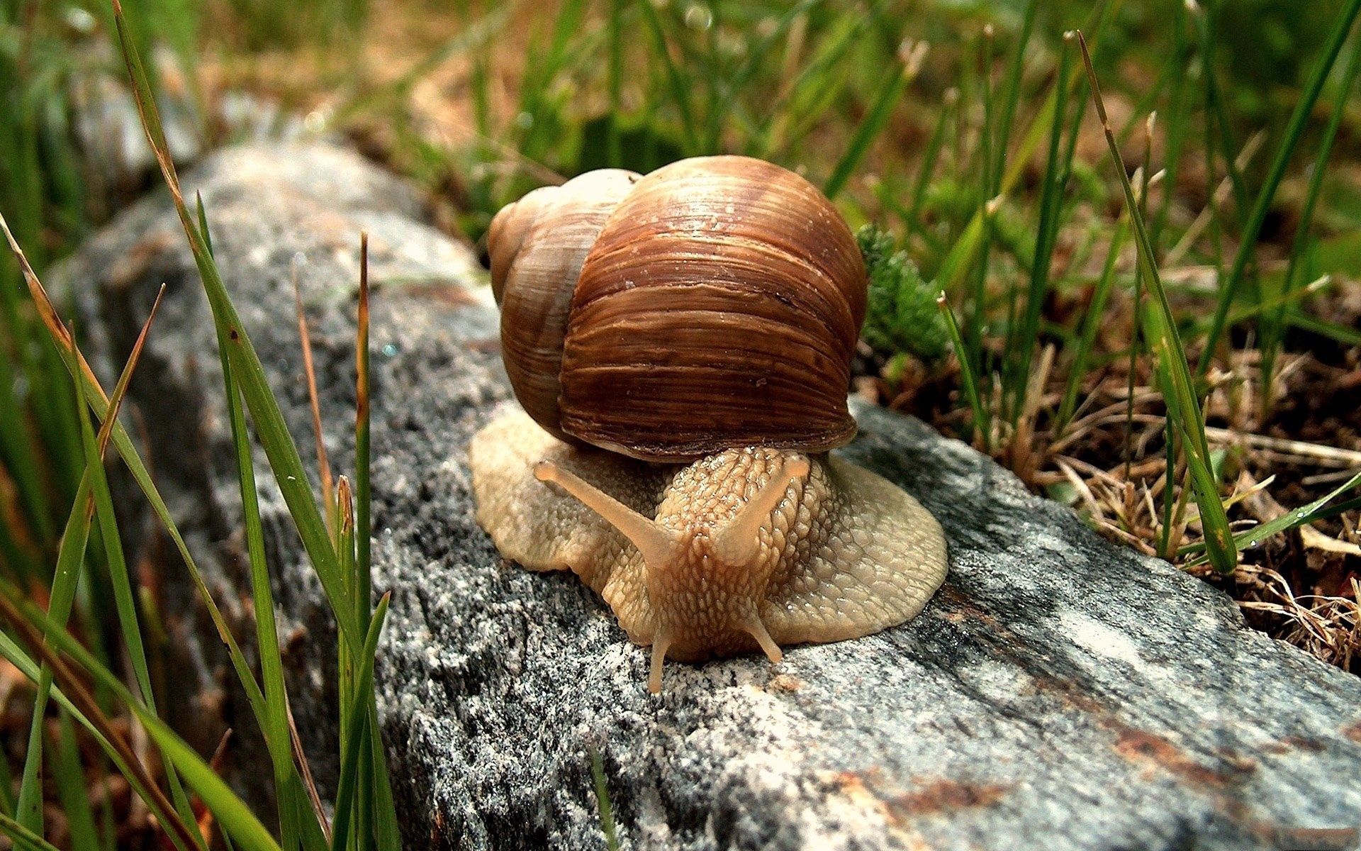 104921 Screensavers and Wallpapers Carapace for phone. Download macro, crawl, snail, carapace, shell pictures for free