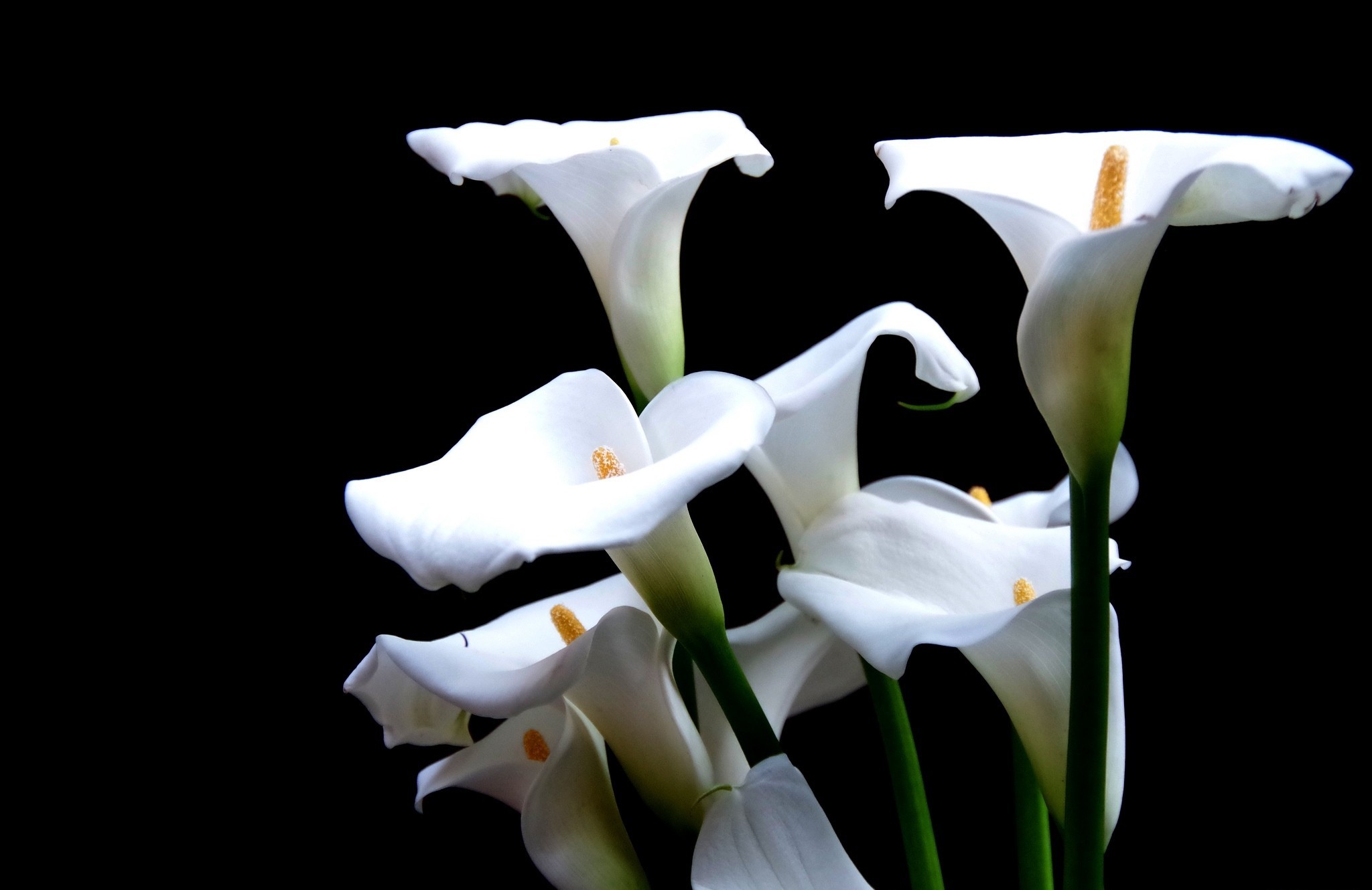 lily, earth, calla lily, calla, flower, flowers Aesthetic wallpaper