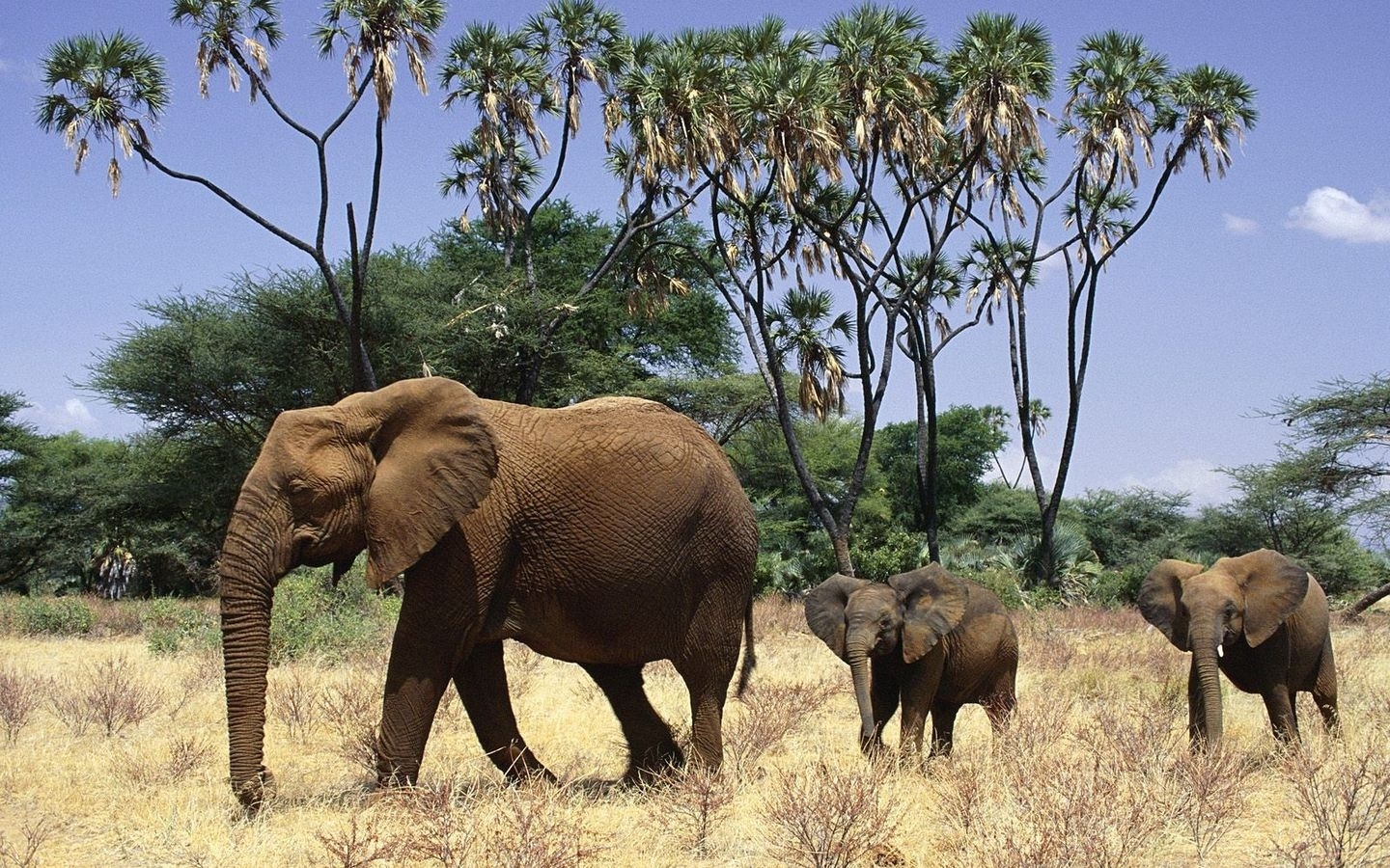 50007 Bildschirmschoner und Hintergrundbilder Elephants auf Ihrem Telefon. Laden Sie tiere Bilder kostenlos herunter