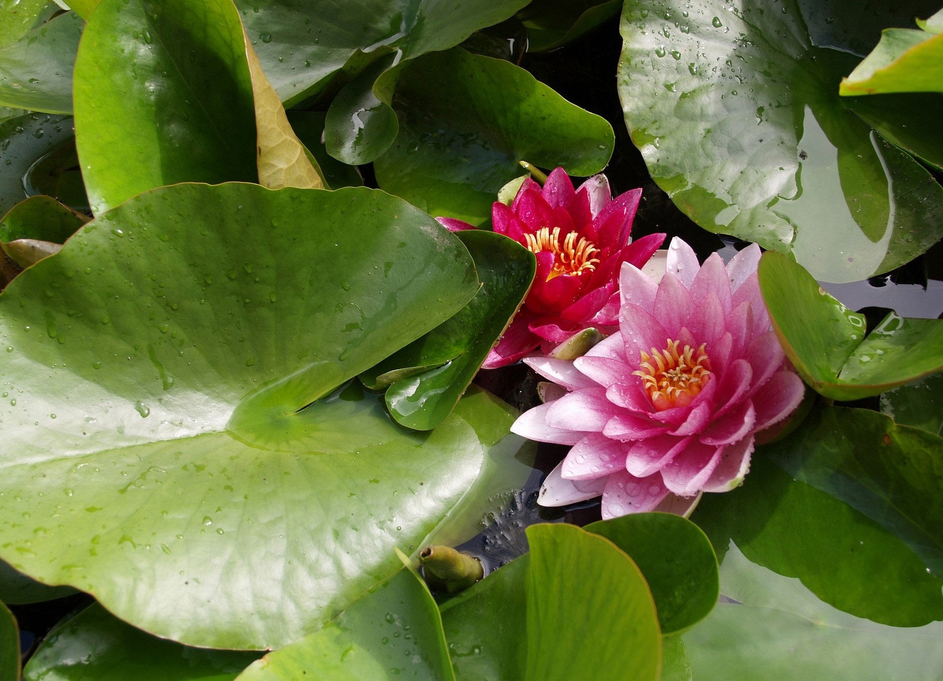 Laden Sie das Pflanzen, Natur, Lilien, Flora, Kletten, Die Lopouhi-Bild kostenlos auf Ihren PC-Desktop herunter