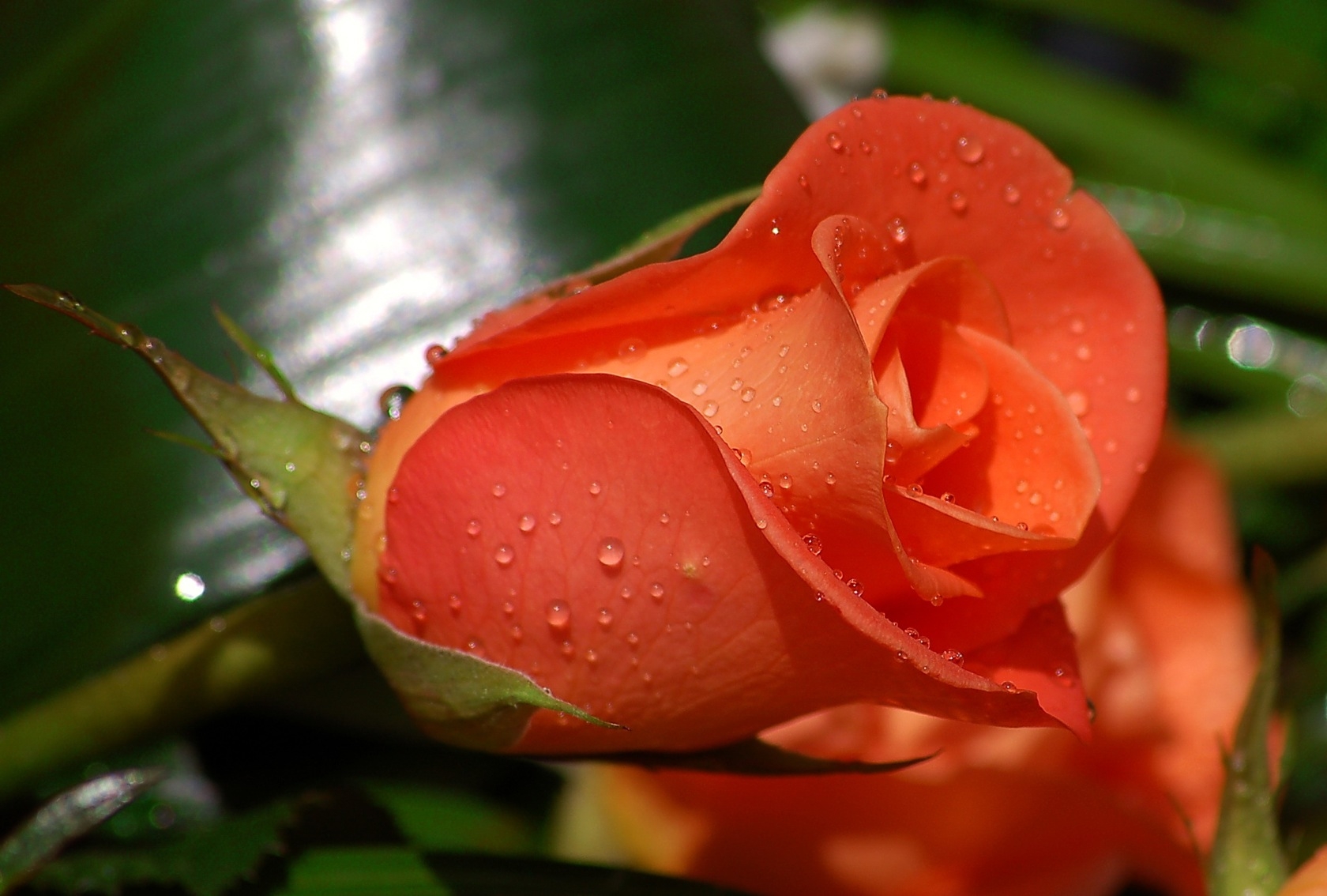 Laden Sie das Blume, Blumen, Drops, Rose, Knospe, Bud-Bild kostenlos auf Ihren PC-Desktop herunter