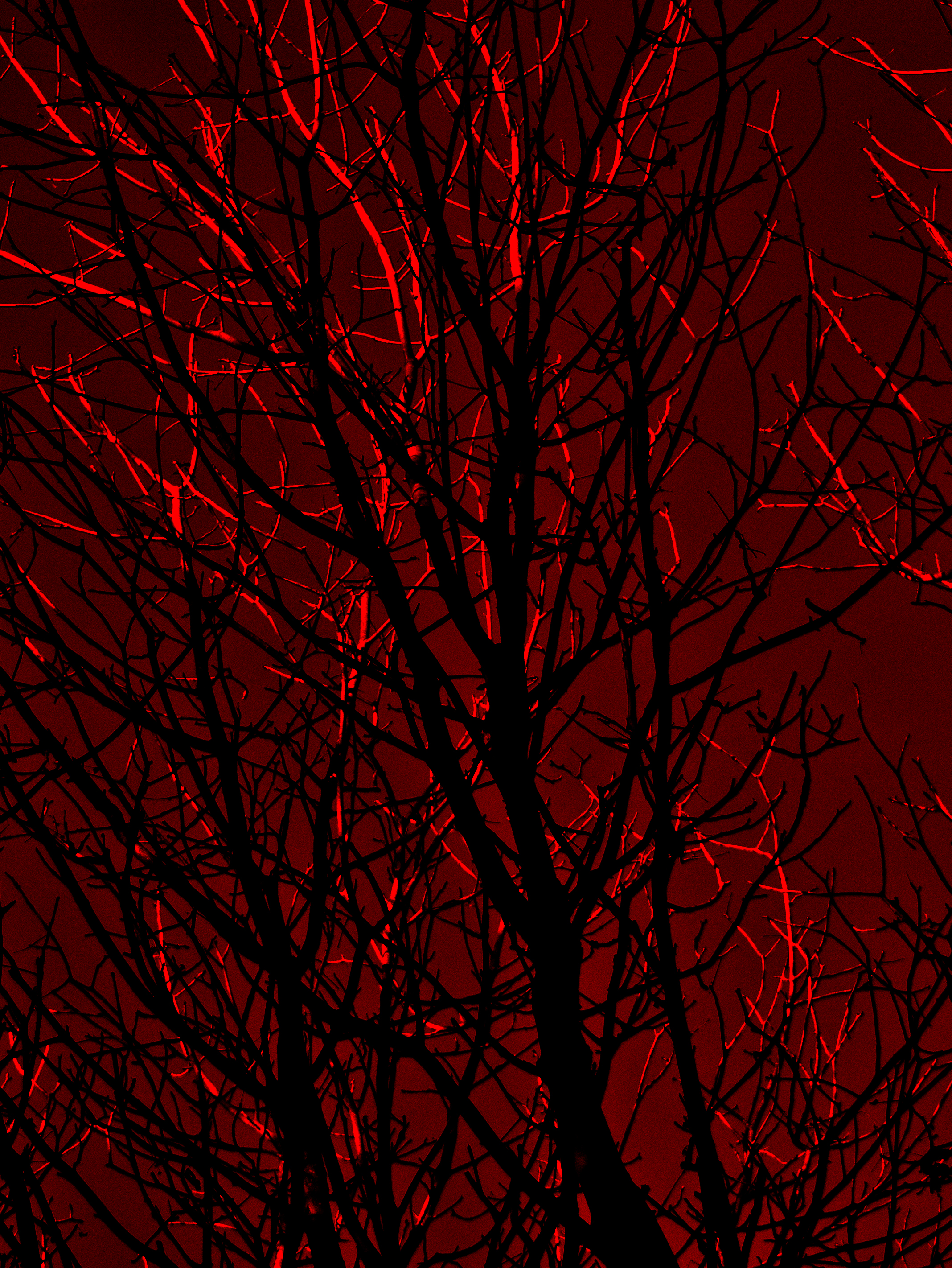 red, dark, branches, trees, silhouette