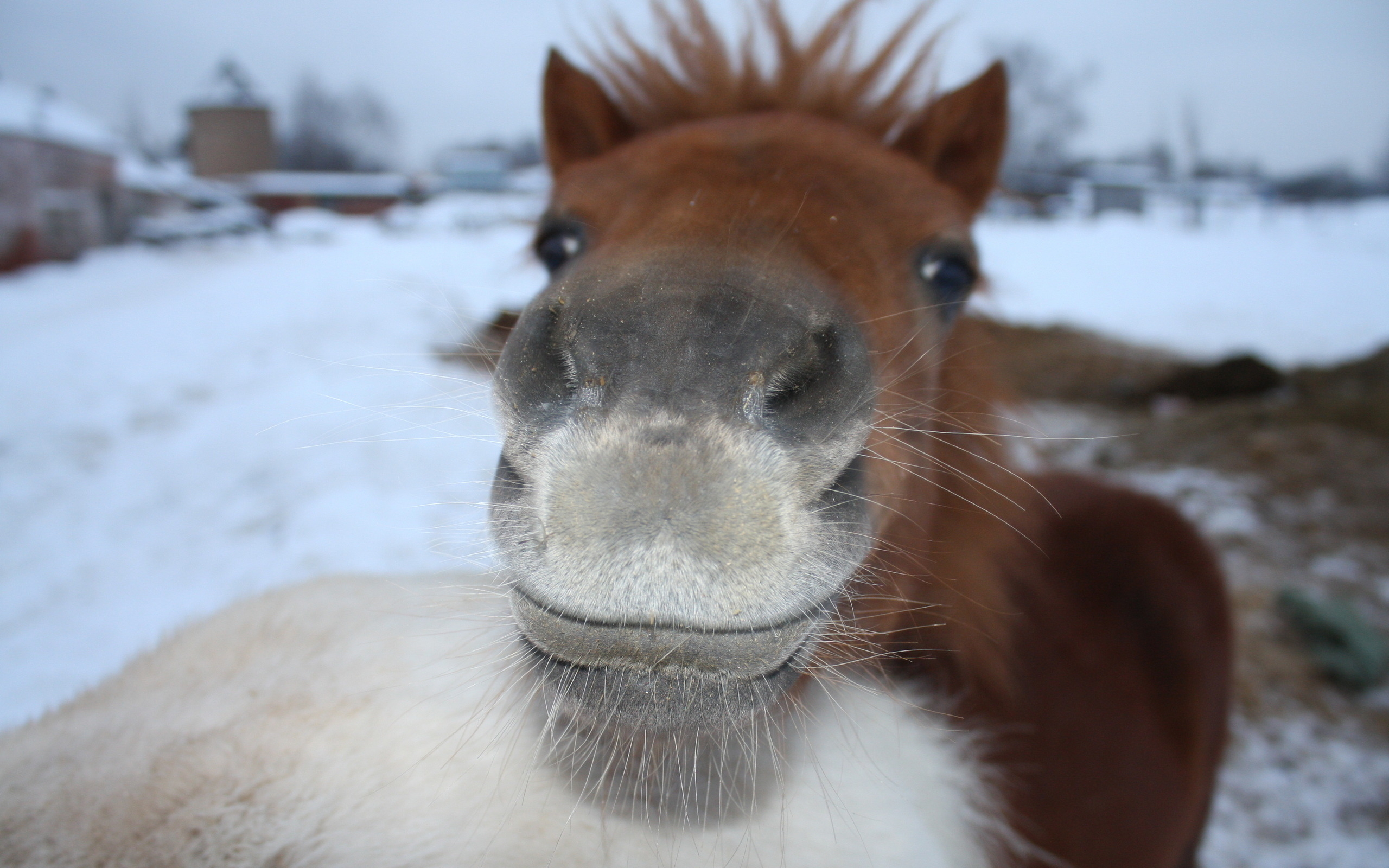 Laden Sie das Pferde, Tiere-Bild kostenlos auf Ihren PC-Desktop herunter