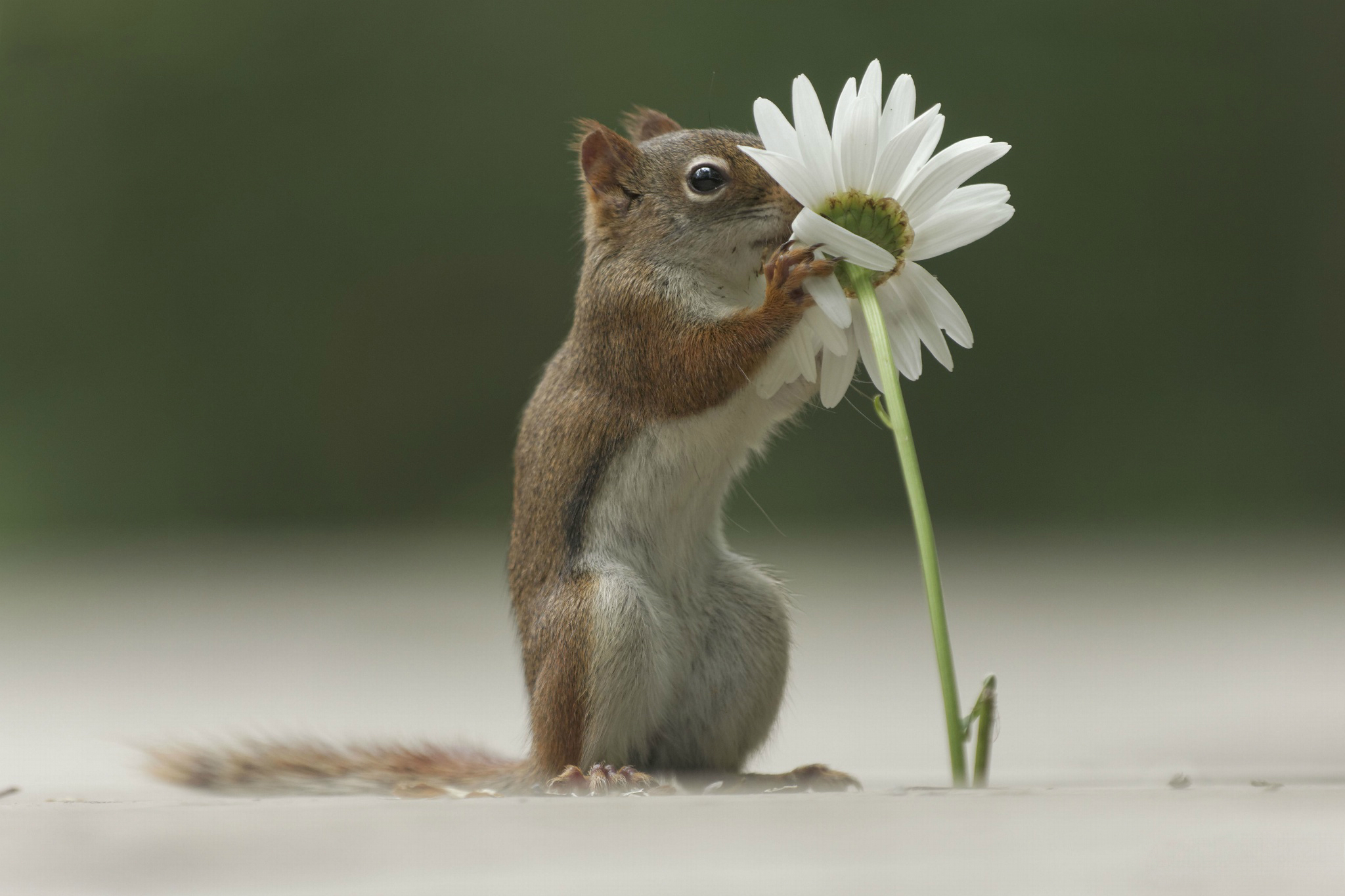 smell, animals, flower, to sniff collection of HD images