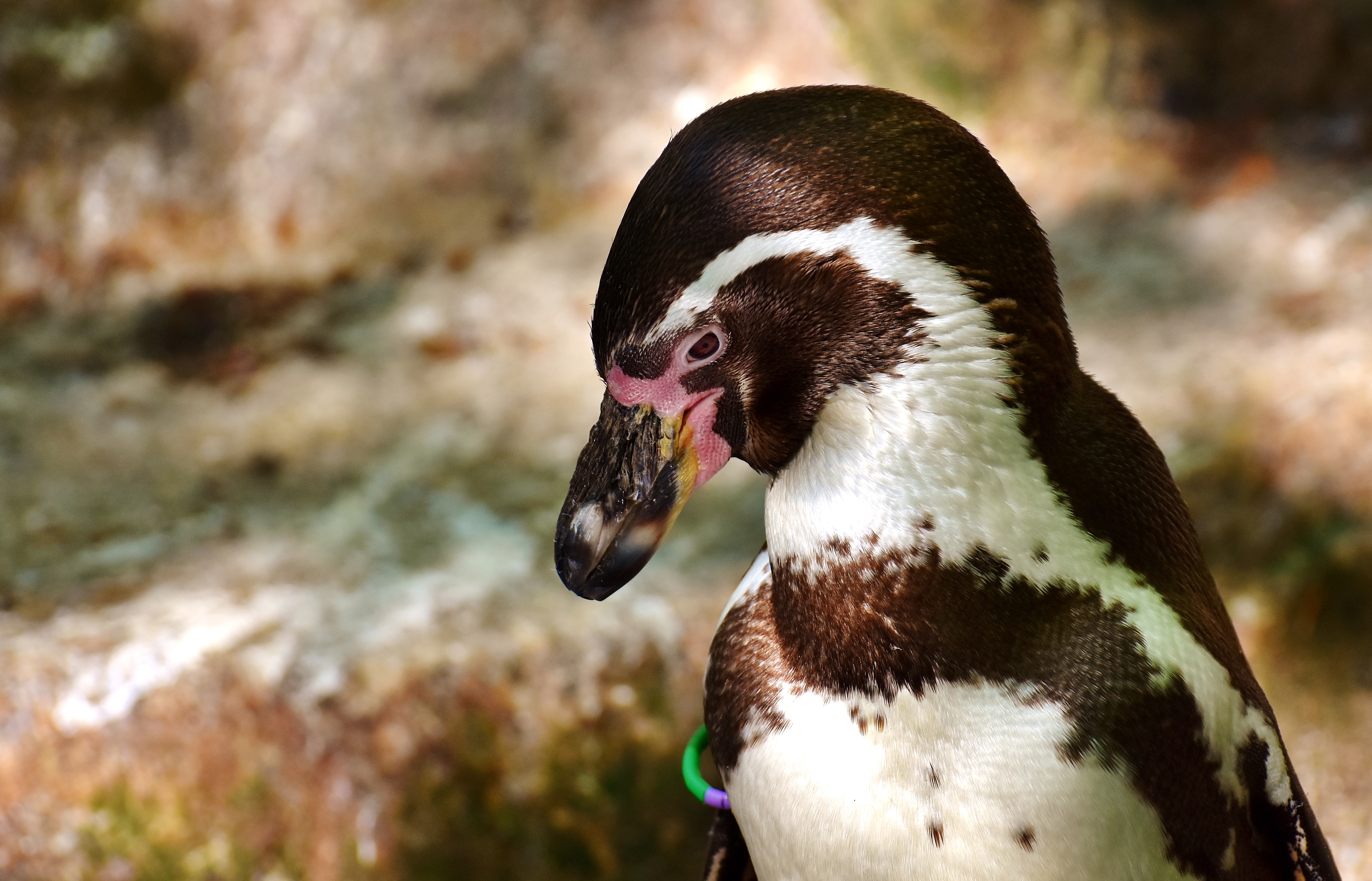 103103 Bildschirmschoner und Hintergrundbilder Pinguin auf Ihrem Telefon. Laden Sie tiere, vogel, schnabel, pinguin Bilder kostenlos herunter