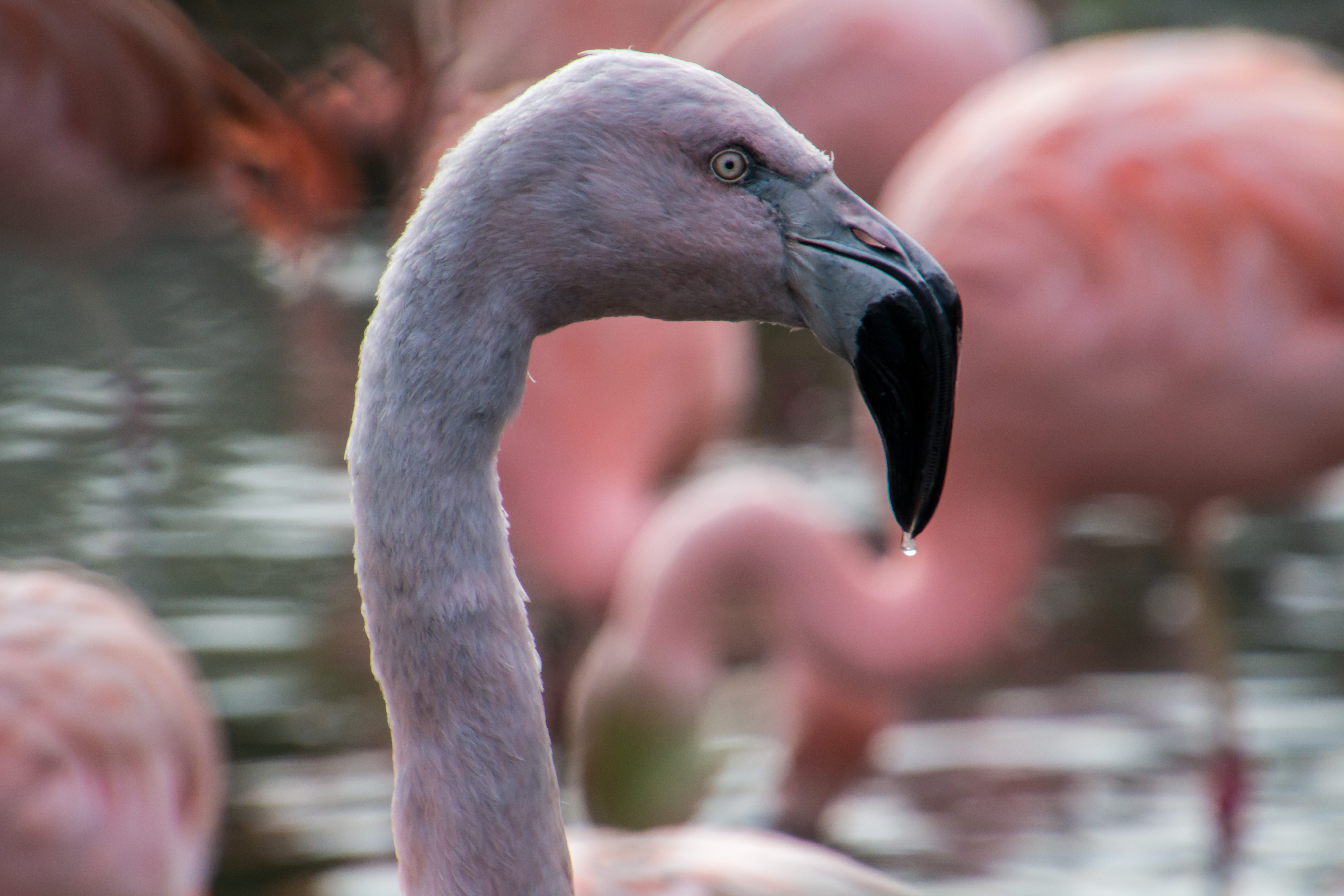 157888 Bild herunterladen tiere, flamingo, vogel, schnabel - Hintergrundbilder und Bildschirmschoner kostenlos