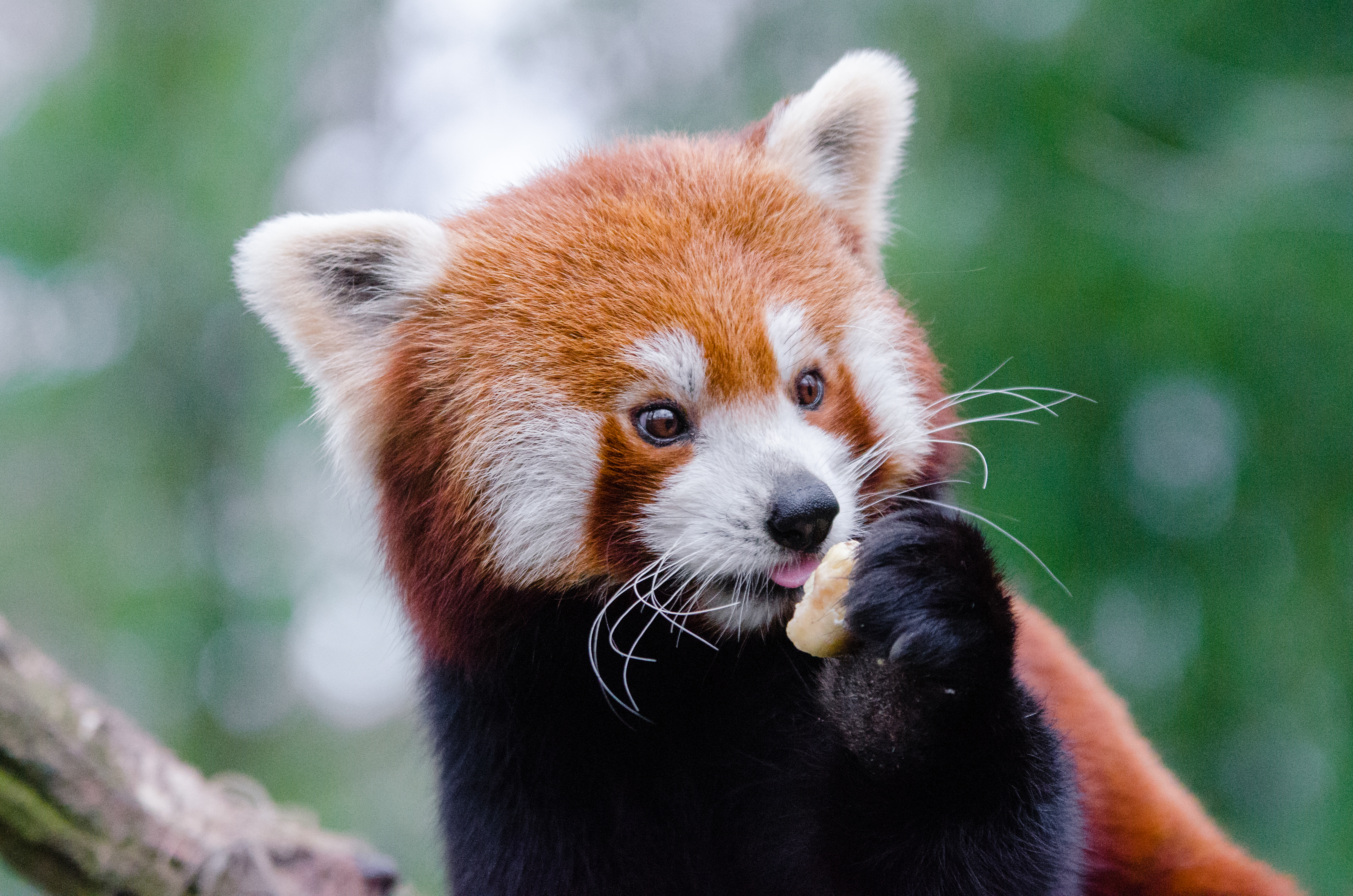 139523 Bildschirmschoner und Hintergrundbilder Kleiner Panda auf Ihrem Telefon. Laden Sie tiere, nett, lebensmittel, roter panda Bilder kostenlos herunter
