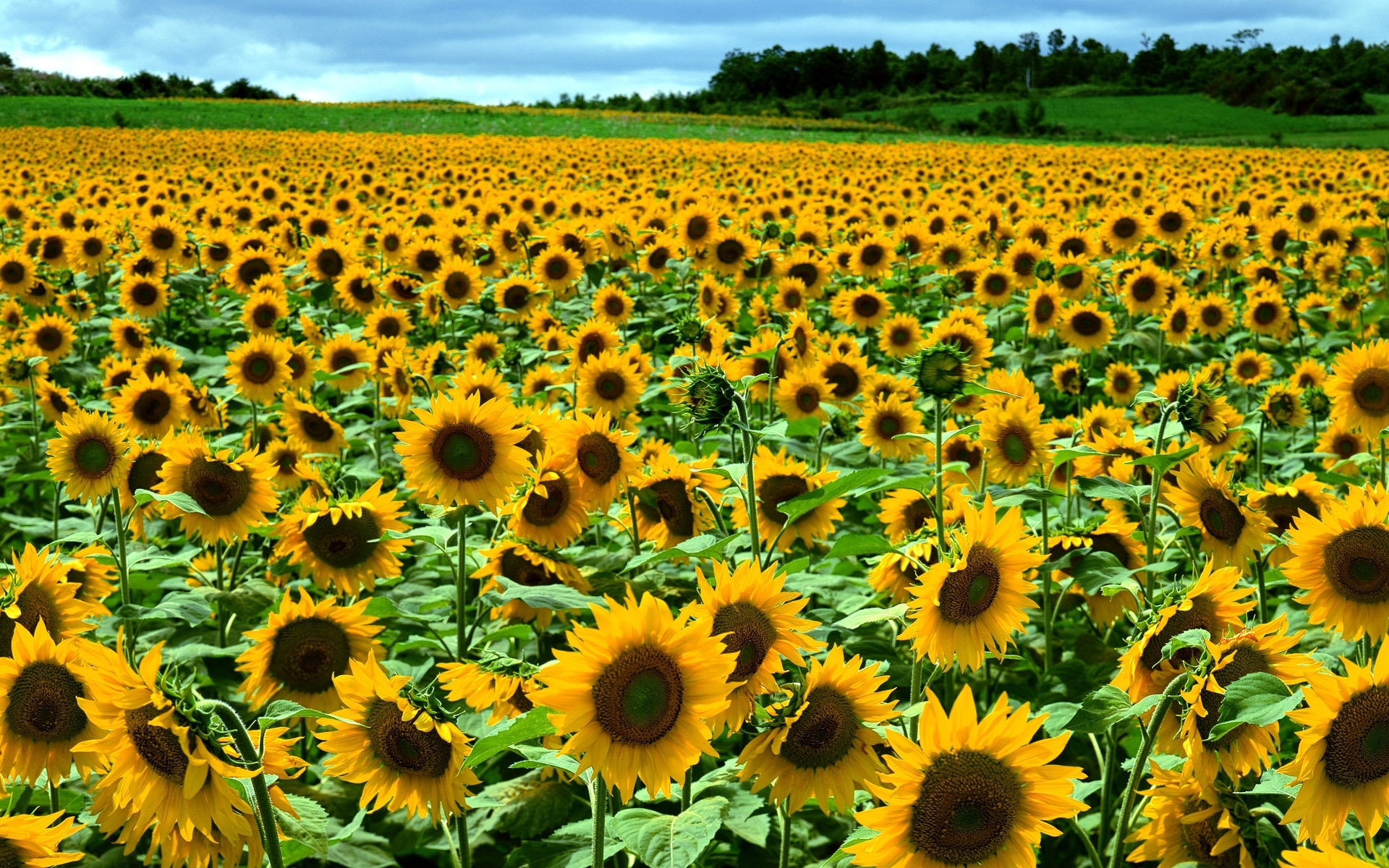 sunflowers, landscape, flowers, fields