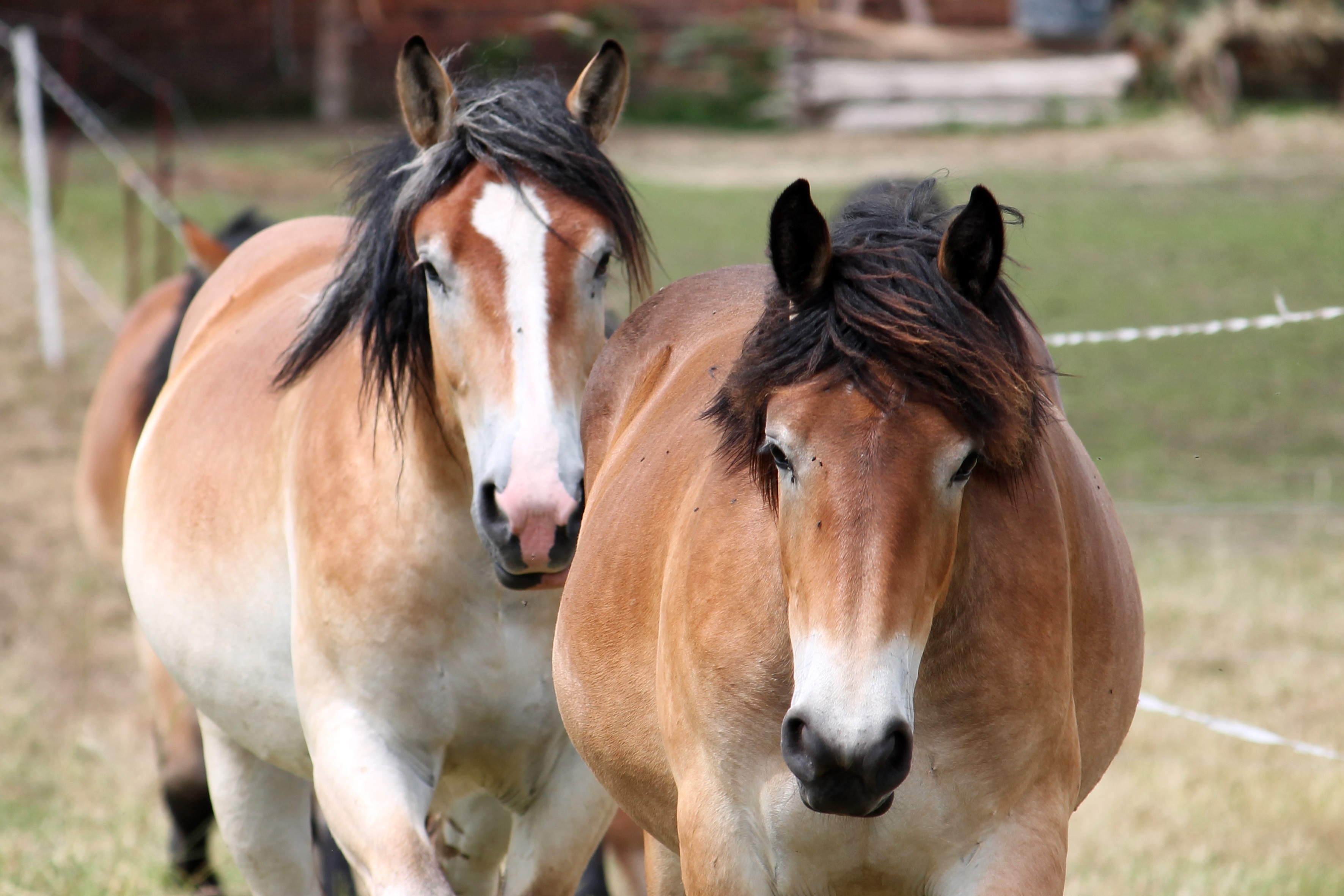 51139 descargar fondo de pantalla caballos, animales, pareja, par, melena: protectores de pantalla e imágenes gratis