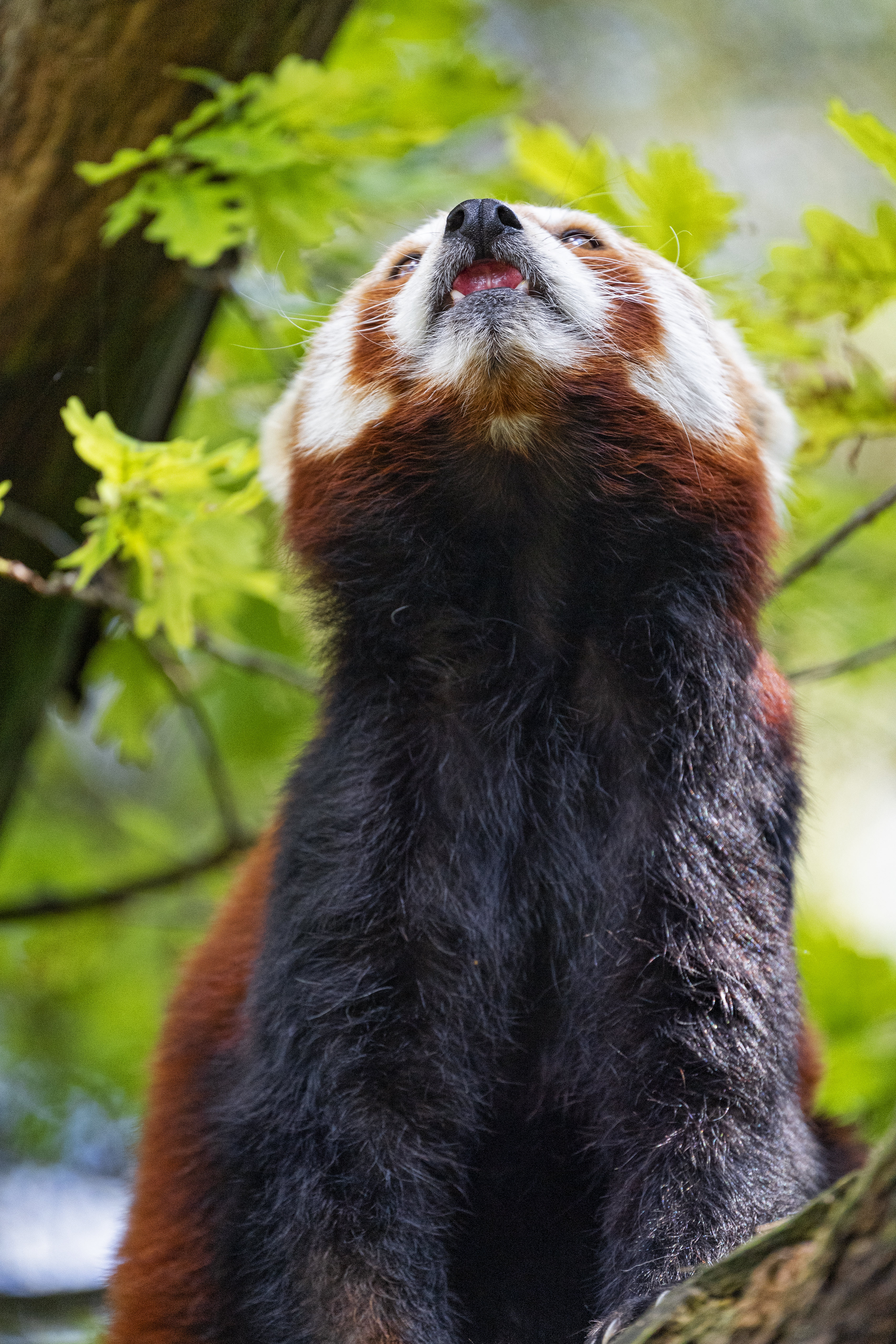 65407 Bildschirmschoner und Hintergrundbilder Roter Panda auf Ihrem Telefon. Laden Sie tiere, flauschige, tier, hervorstehende zunge, zunge herausgeklemmt, panda, roter panda Bilder kostenlos herunter