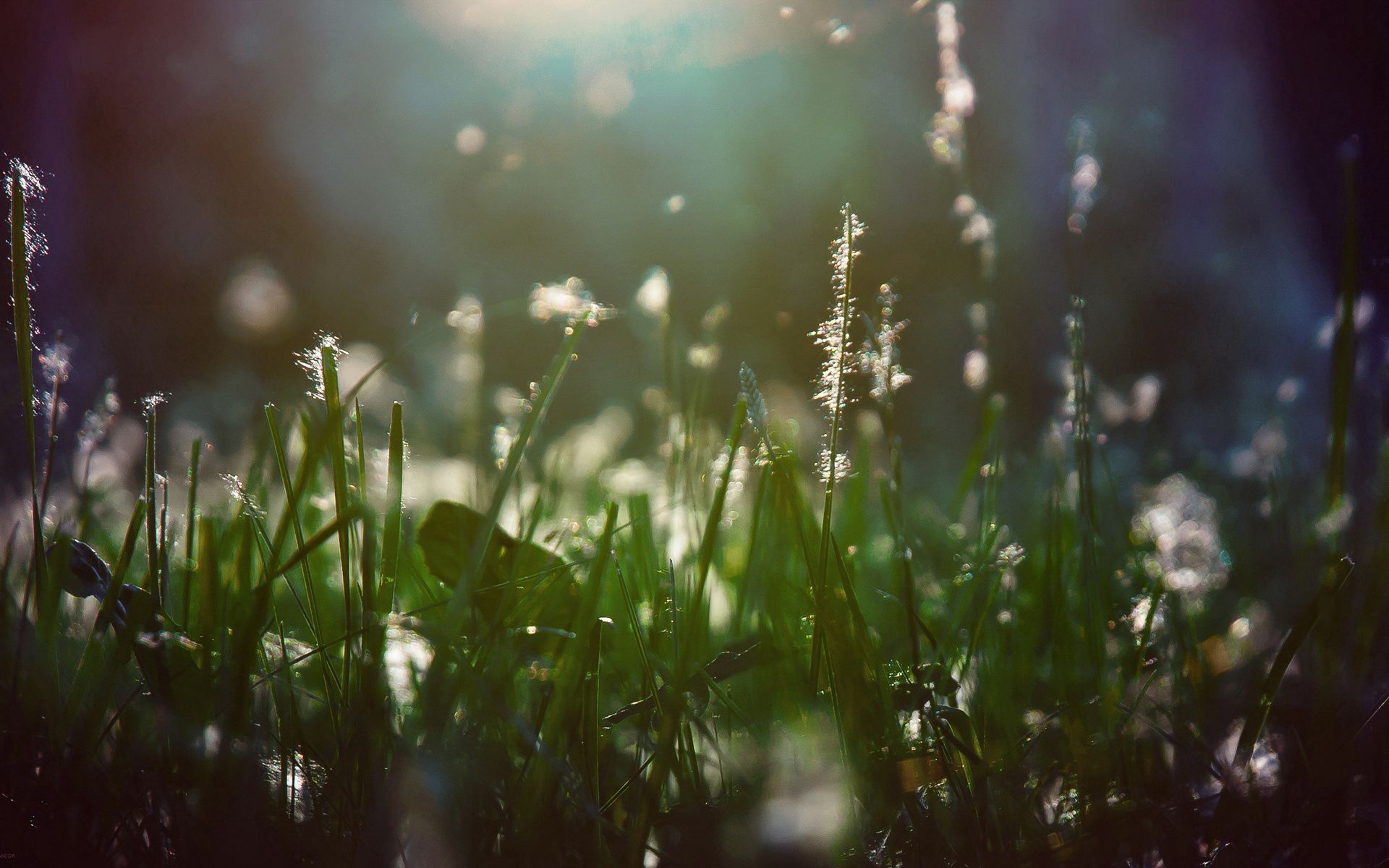 wet, grass, macro, shine, light, shadow, humid 4K