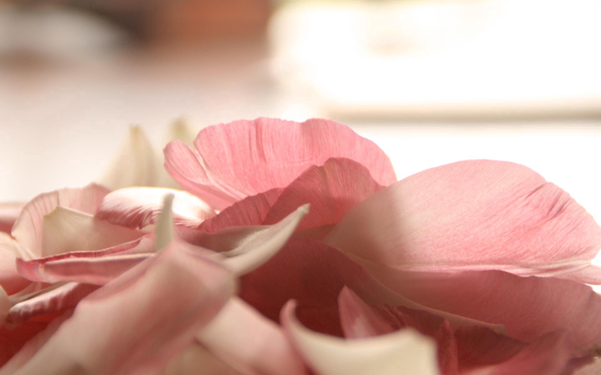 flower, macro, petals, romance, tenderness 1080p