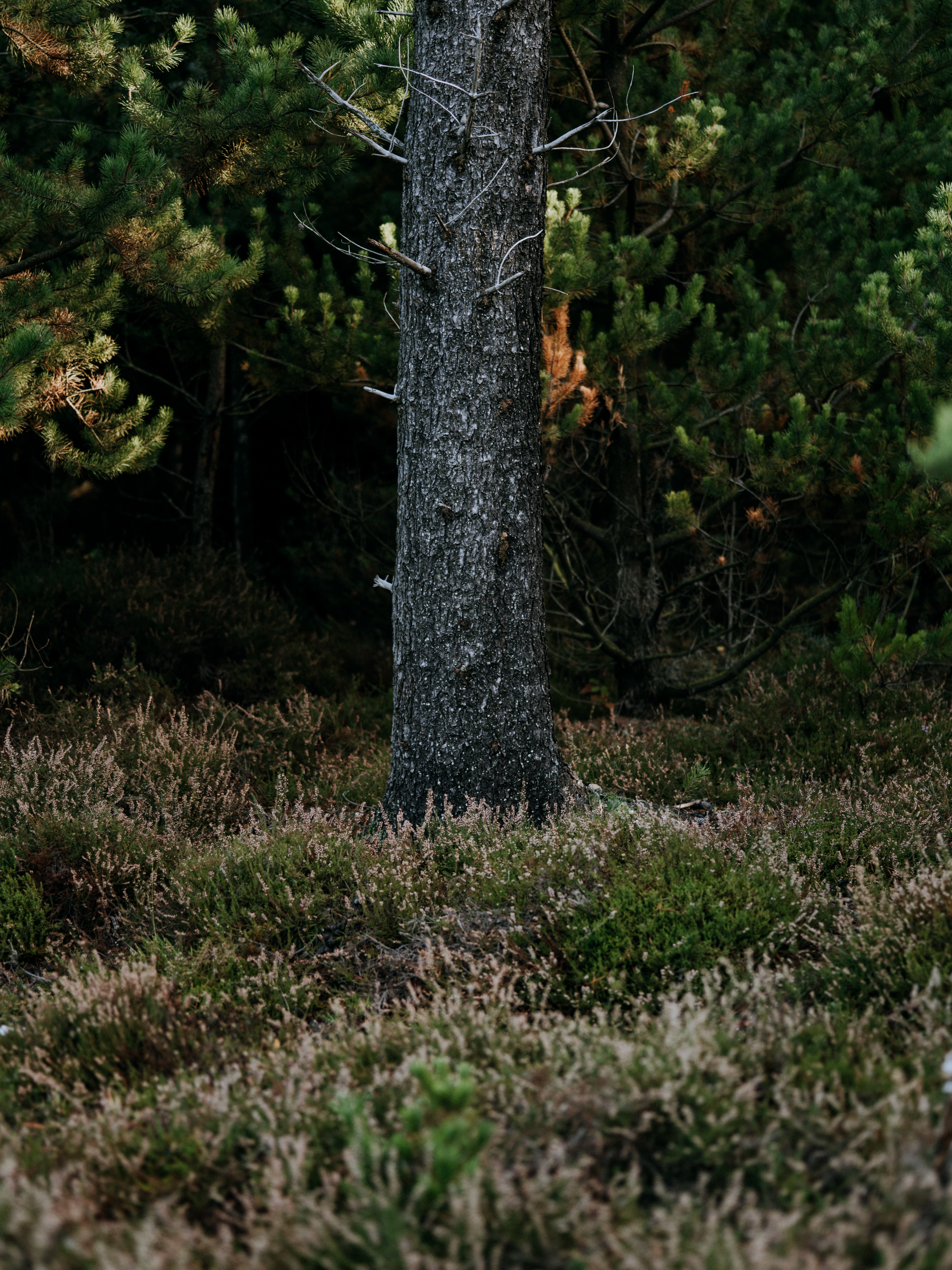 wood, nature, grass, pine, forest, tree, trunk