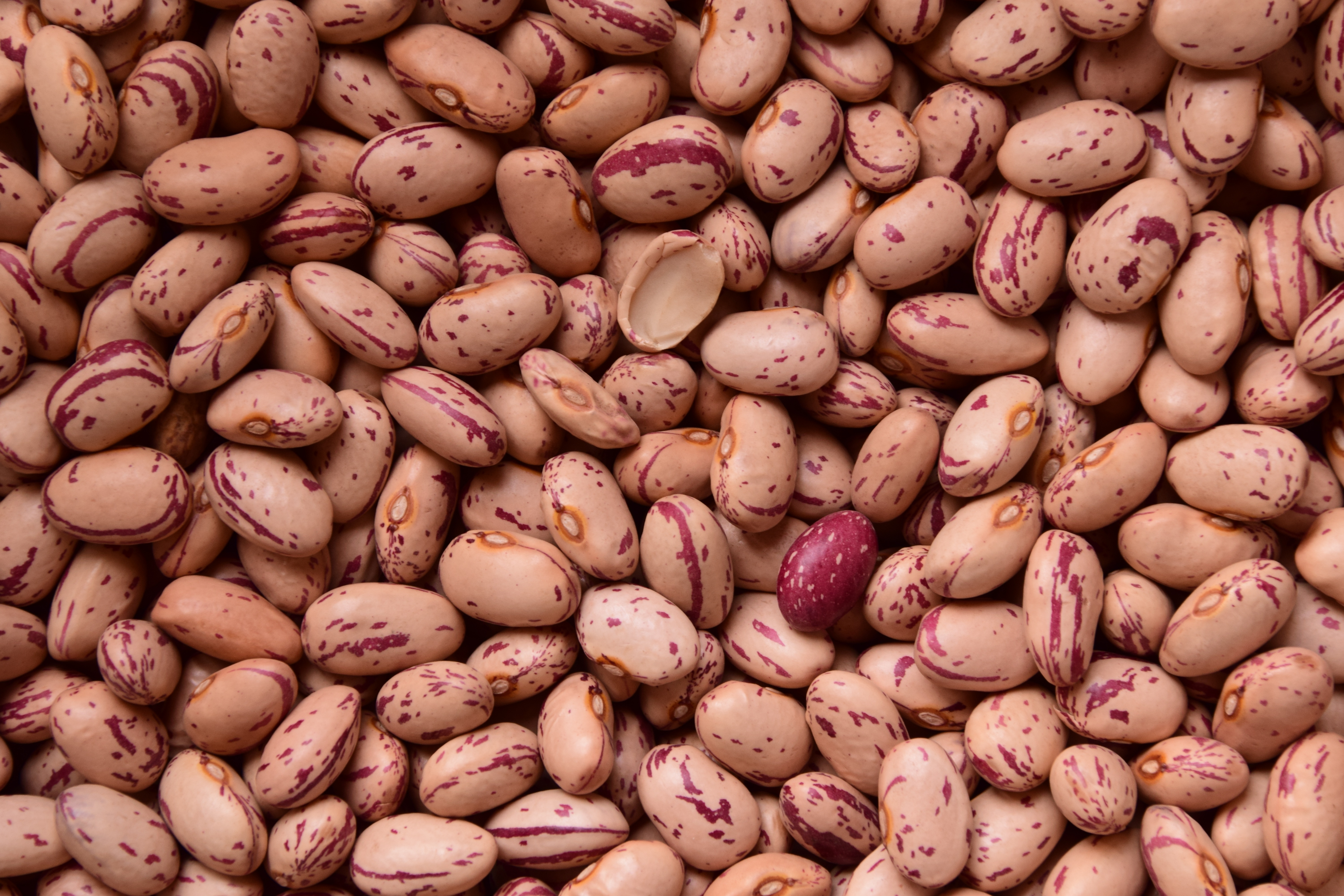 seed, seeds, food, beans, bean
