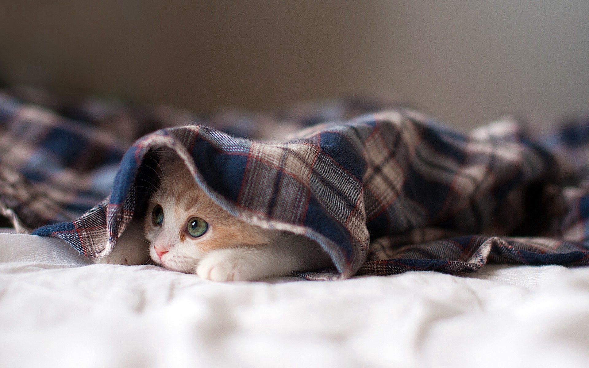 Download mobile wallpaper Playful, Animals, Cat, Kitty, Kitten, To Lie Down, Lie for free.