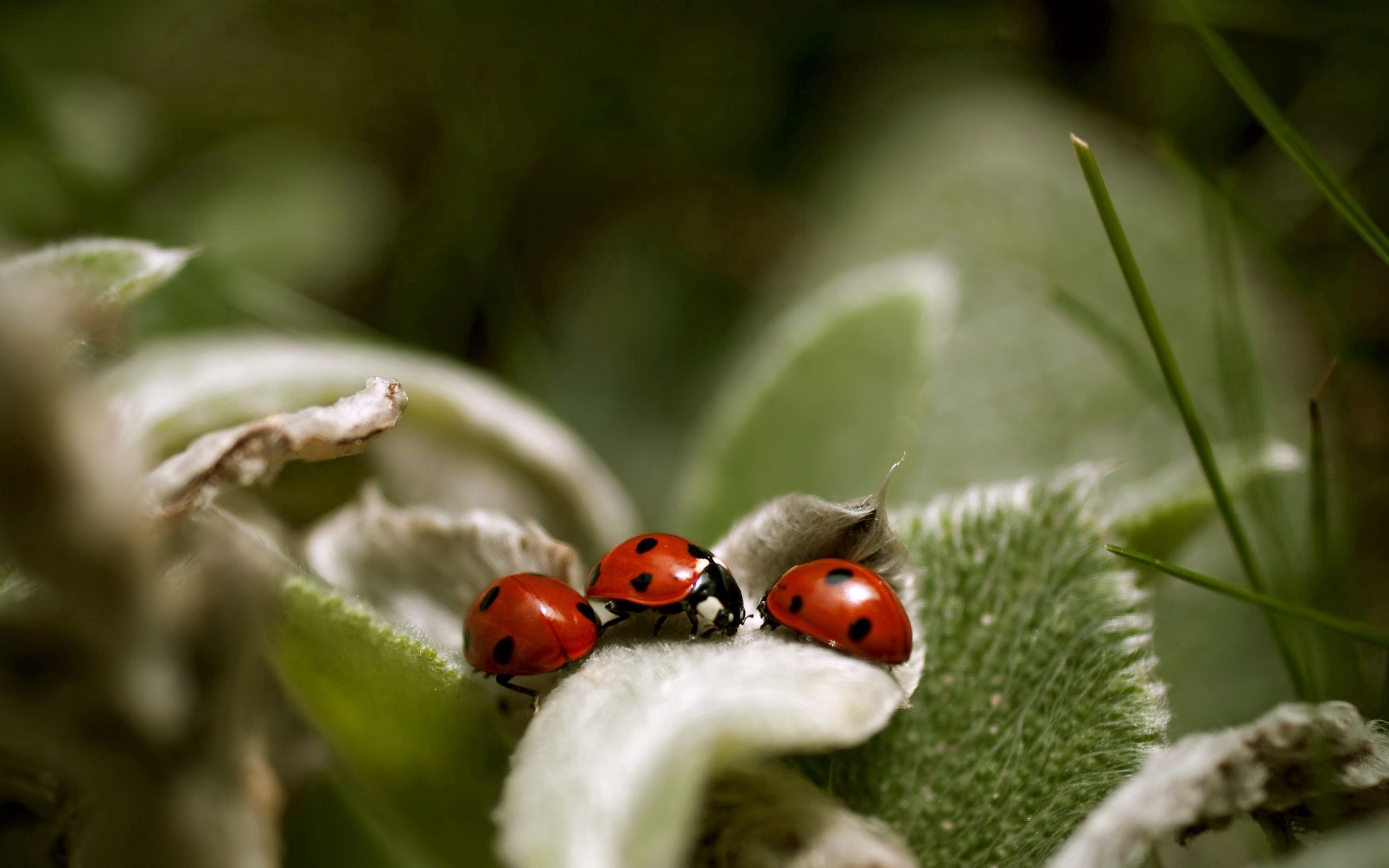 122325 Hintergrundbilder und Ladybird Bilder auf dem Desktop. Laden Sie makro, grass, blätter, marienkäfer Bildschirmschoner kostenlos auf den PC herunter