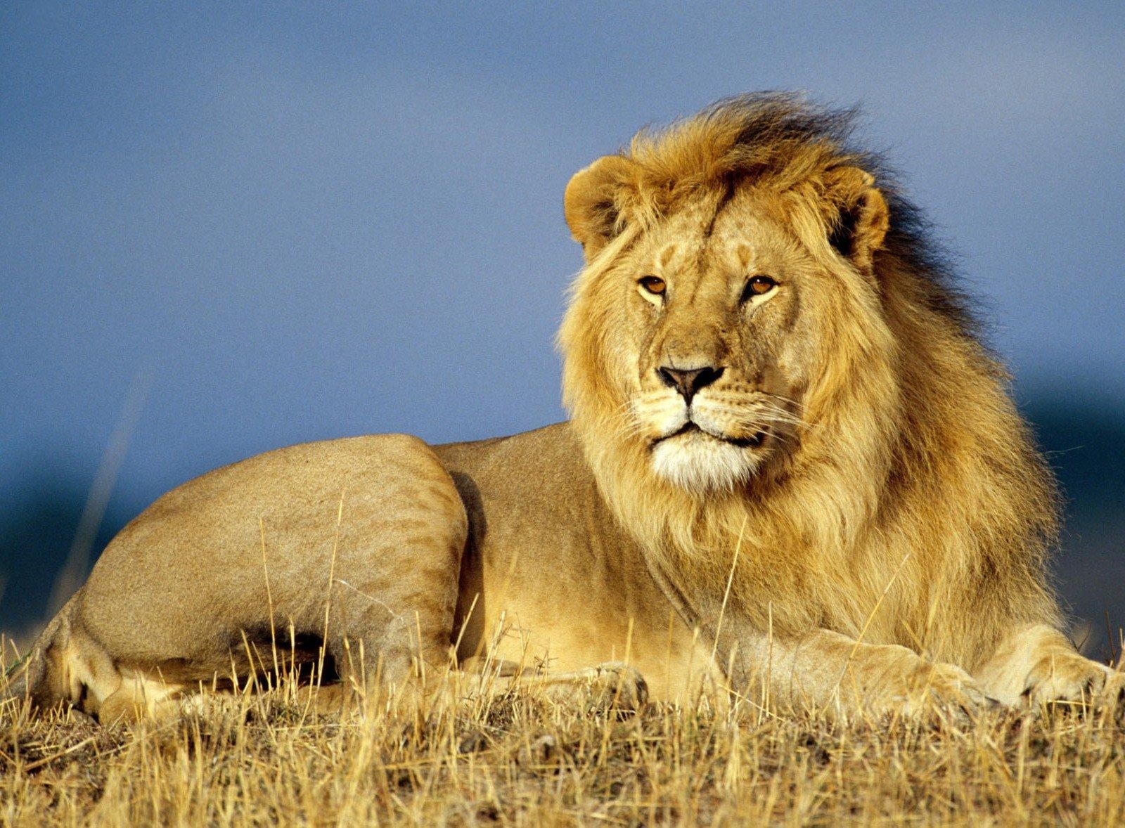 king of the beasts, animals, grass, lie, to lie down, lion, mane, king of beasts Full HD
