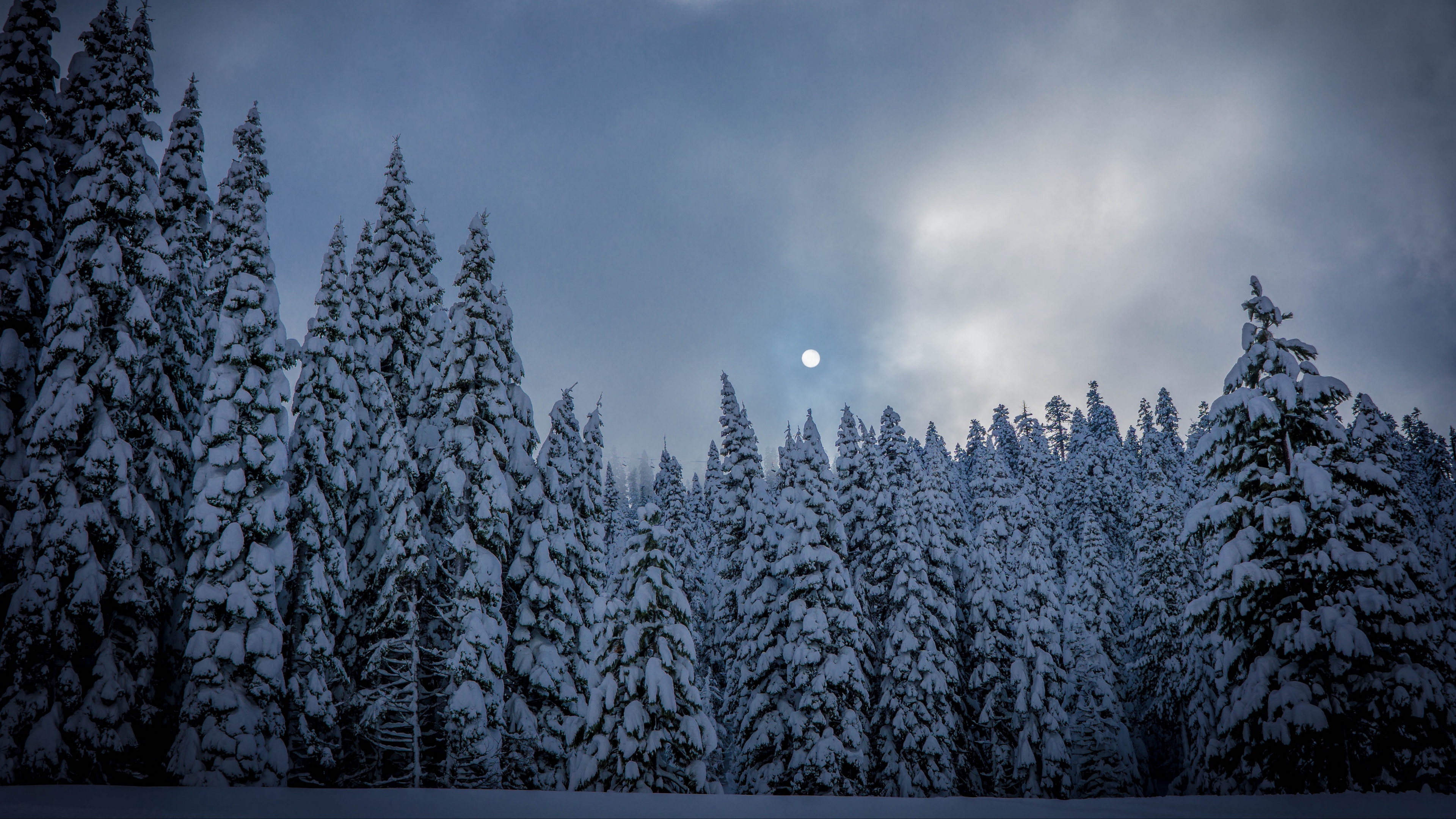 earth, winter, dusk, fir, forest, moon, pine, snow, tree, twilight 8K