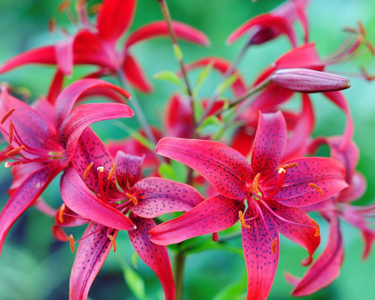 1080p pic flowers, spotted, lilies, bright