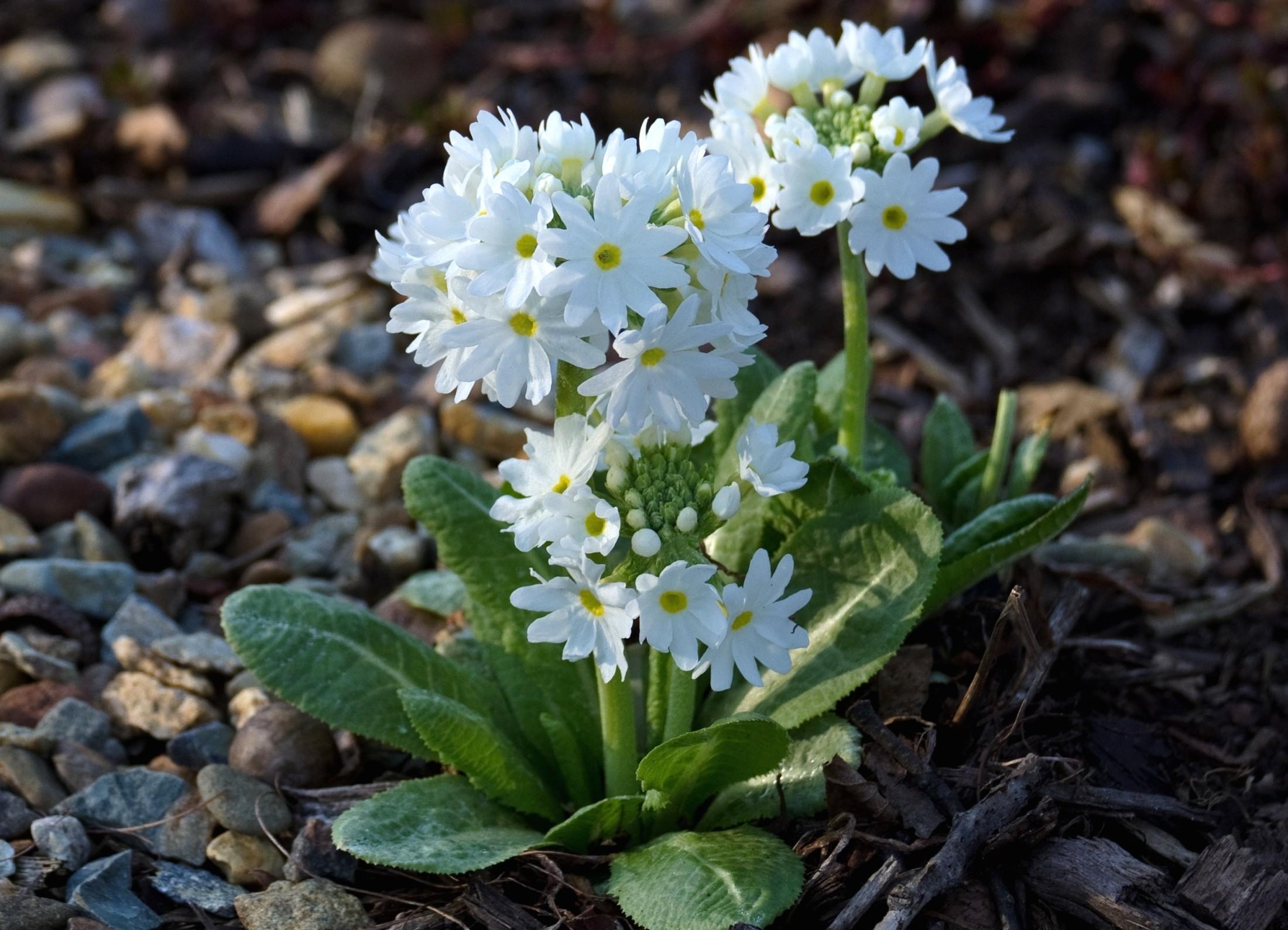 flower, close up, flowers, snow white, primrose, ground, priming for android