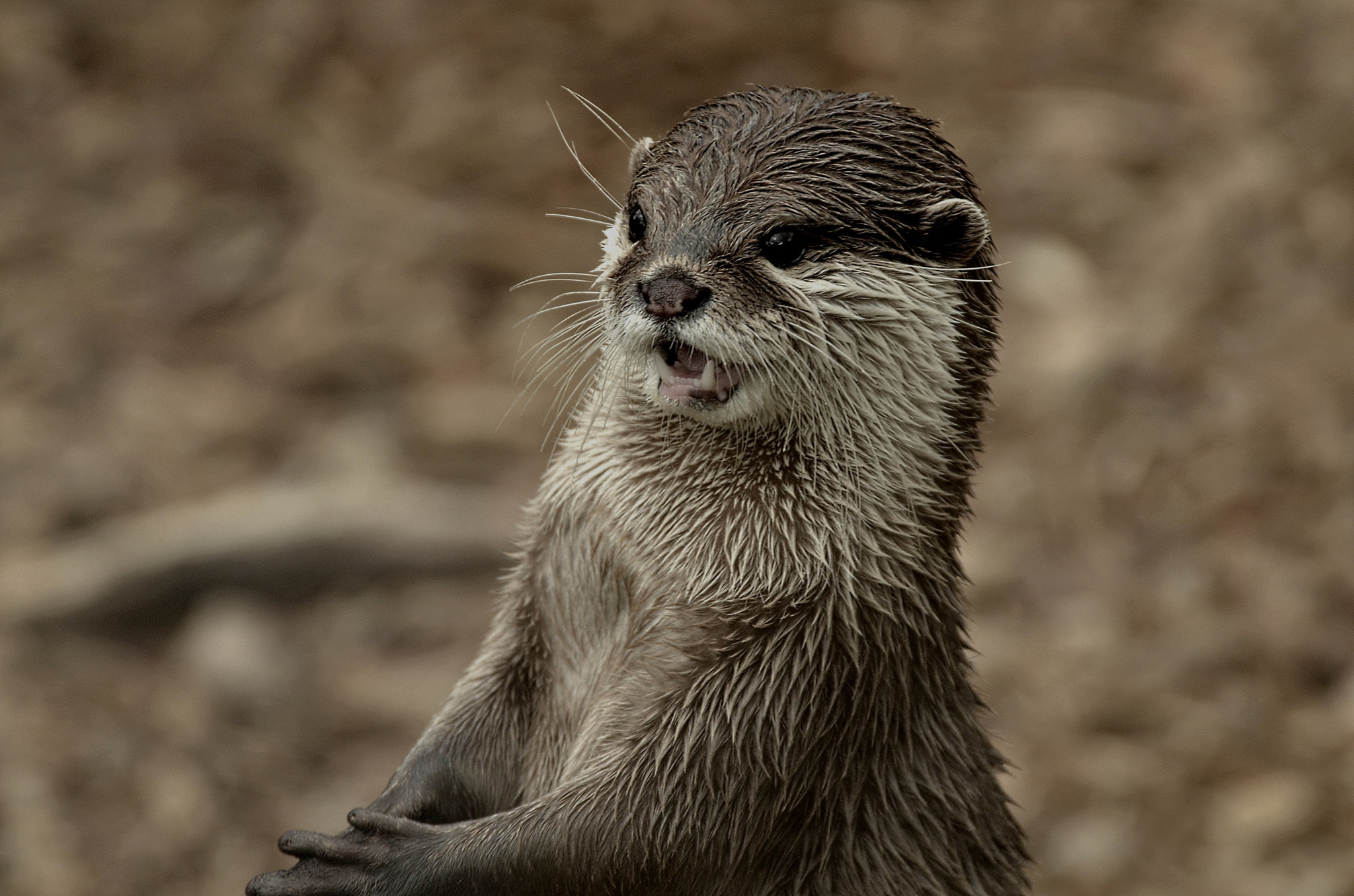 wallpapers wet, animals, grin, muzzle, otter
