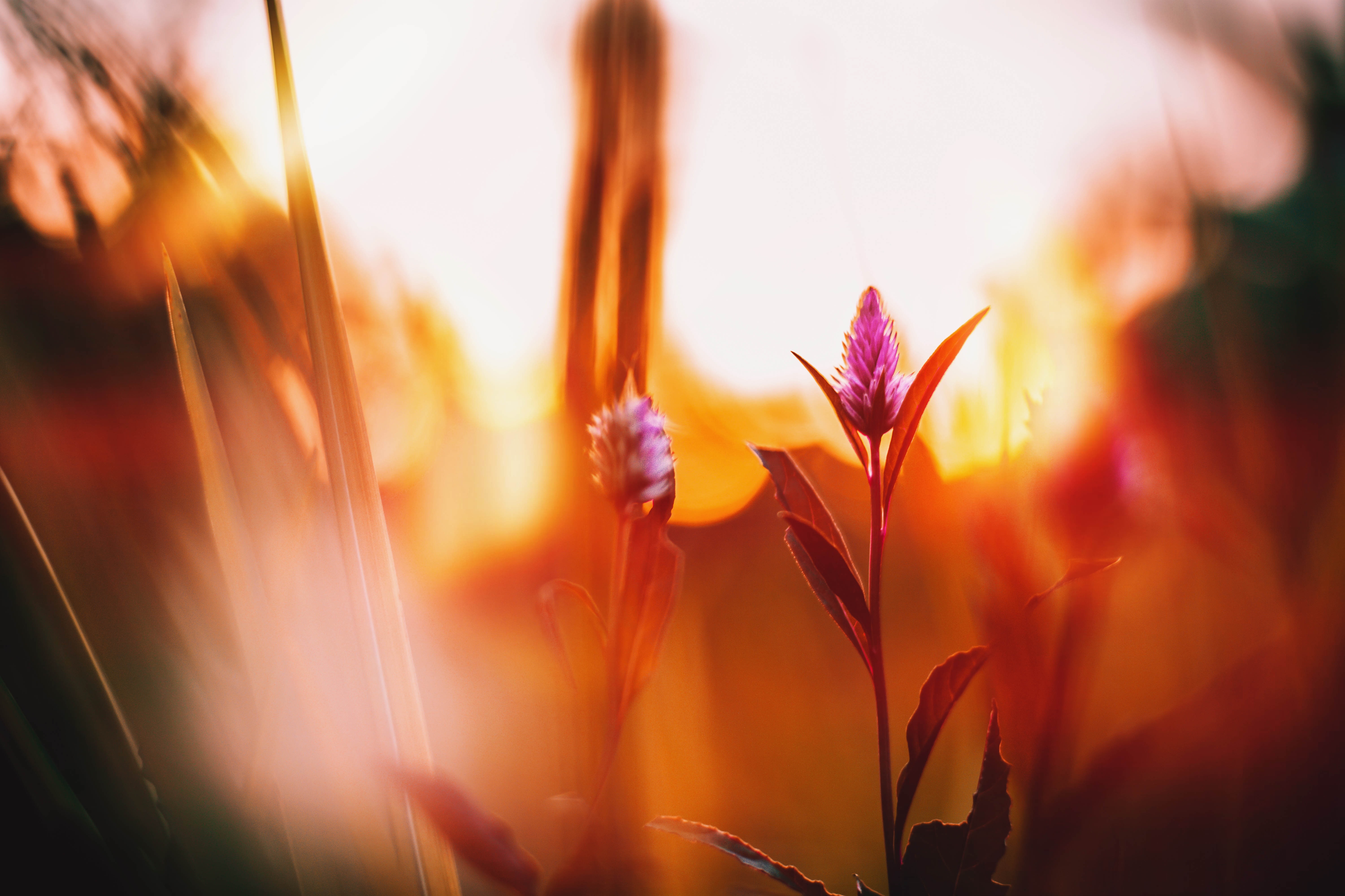 dawn, flowers, flower, blur, smooth, meadow, lugovoi cellphone