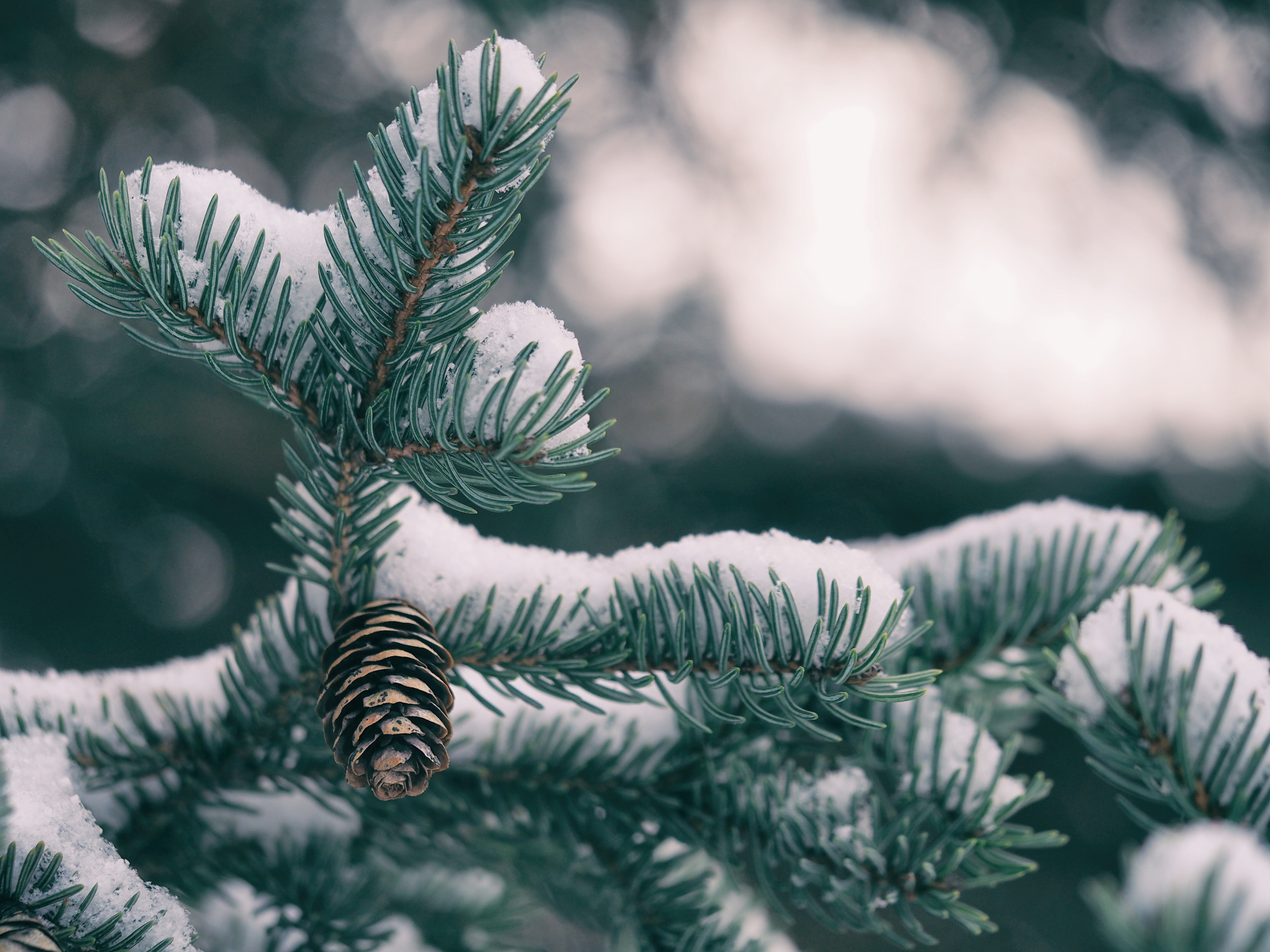 Free Images spruce, cones, fir, macro Snow